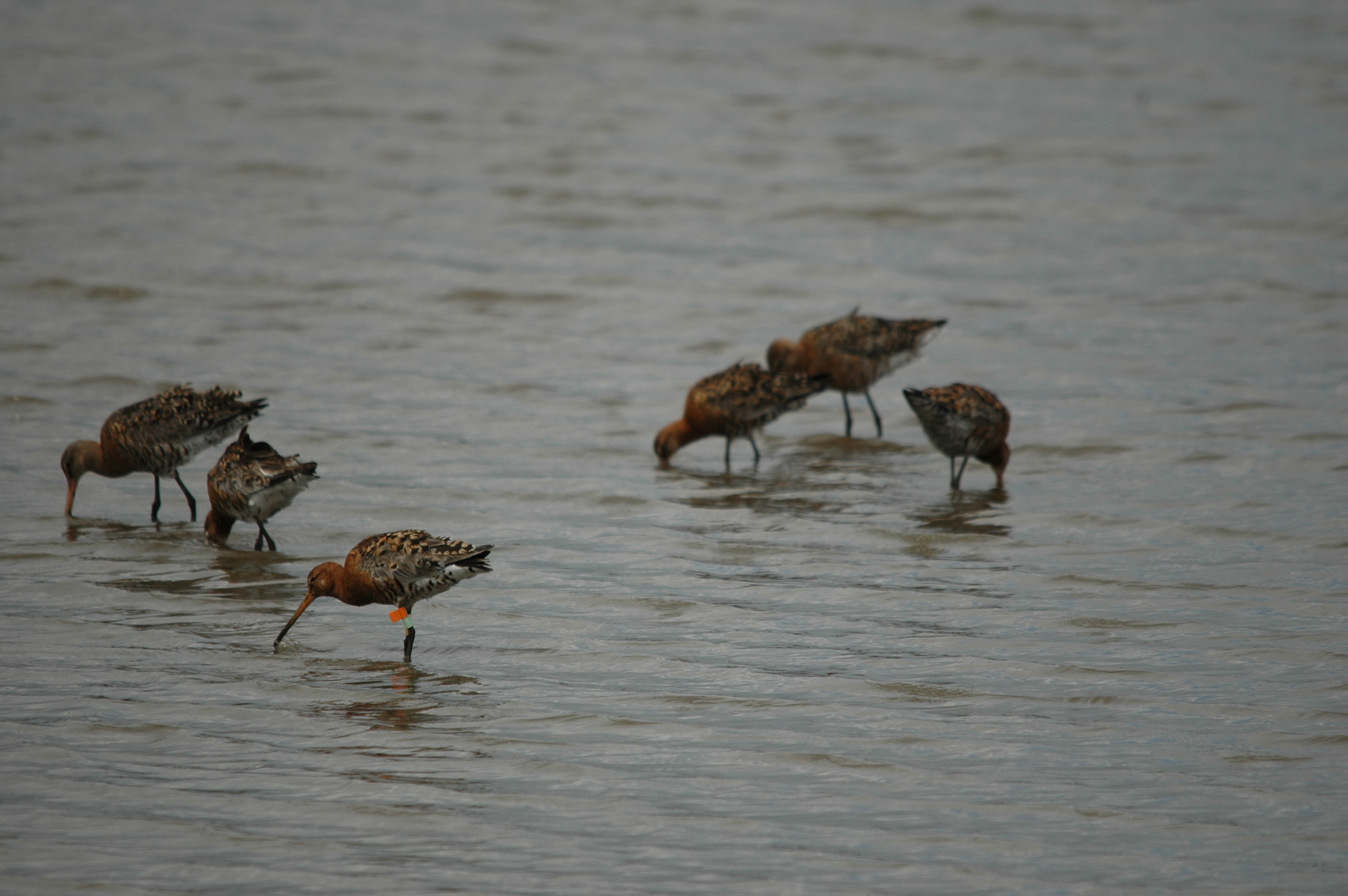 photos/wildlife/Bird_Species/063-Waders/1540-Black-Tailed_Godwit/DSC_6946.JPG