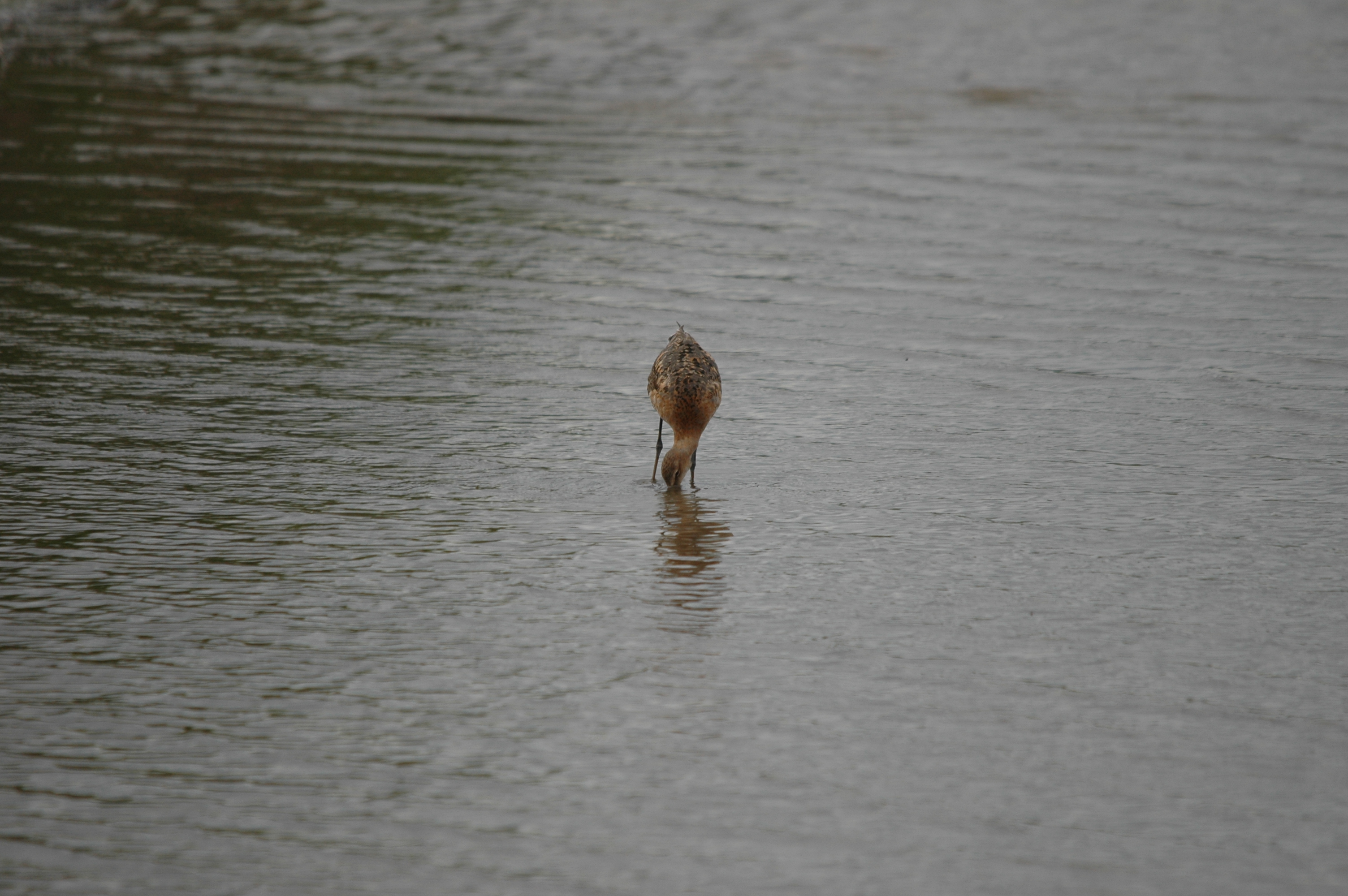 photos/wildlife/Bird_Species/063-Waders/1540-Black-Tailed_Godwit/DSC_6947.JPG