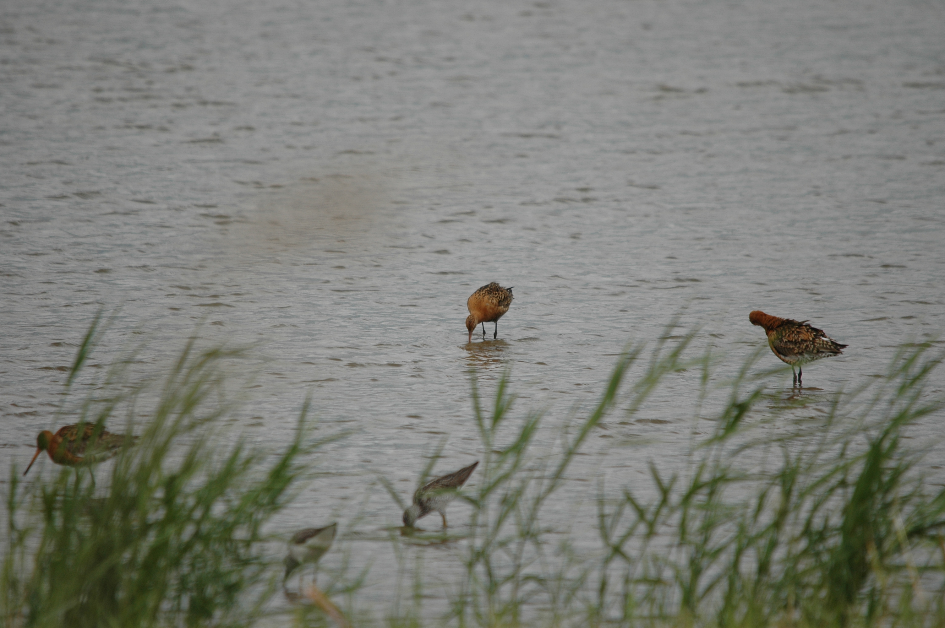 photos/wildlife/Bird_Species/063-Waders/1540-Black-Tailed_Godwit/DSC_6962.JPG