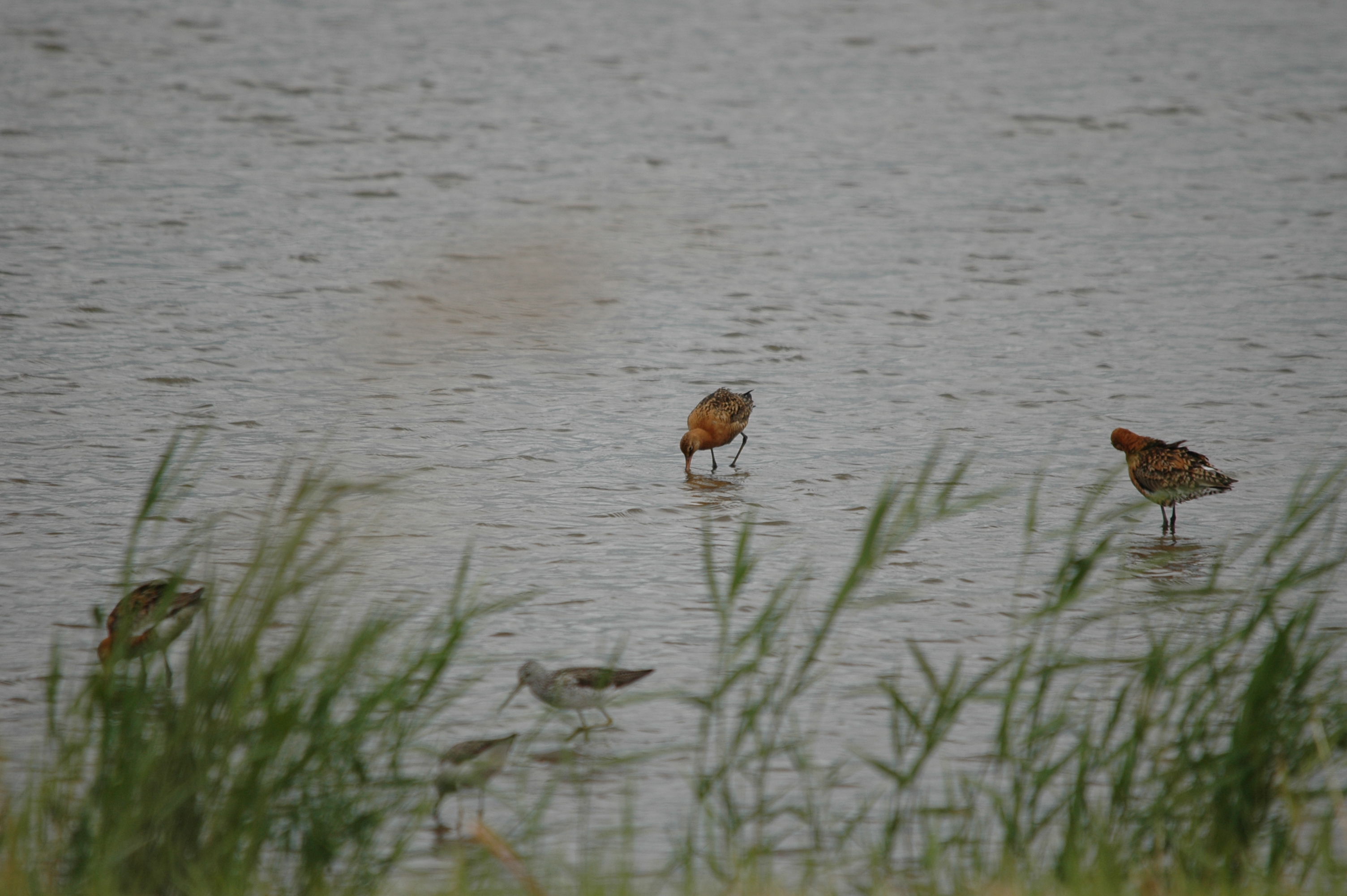 photos/wildlife/Bird_Species/063-Waders/1540-Black-Tailed_Godwit/DSC_6963.JPG