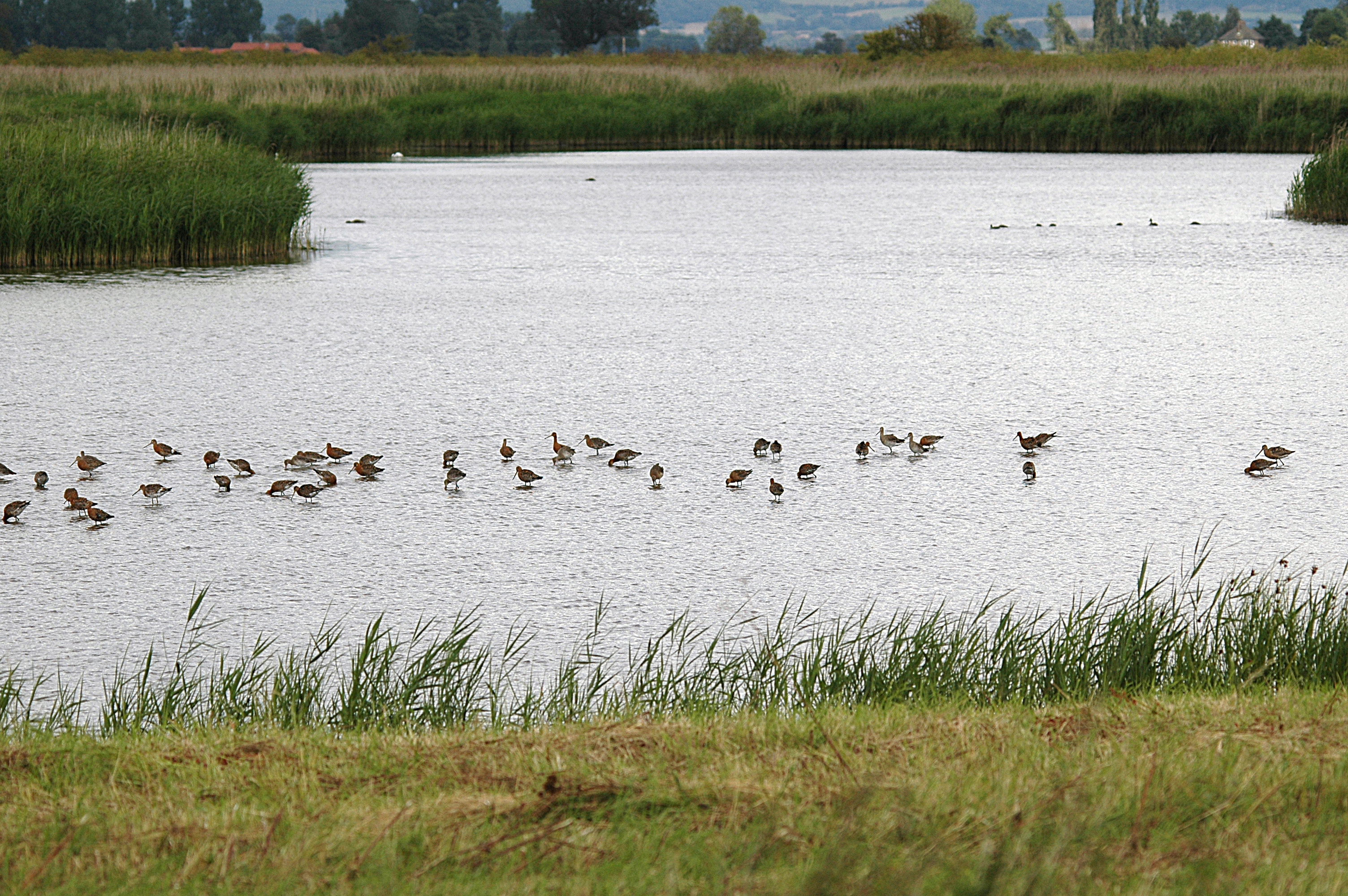 photos/wildlife/Bird_Species/063-Waders/1540-Black-Tailed_Godwit/DSC_6968.JPG