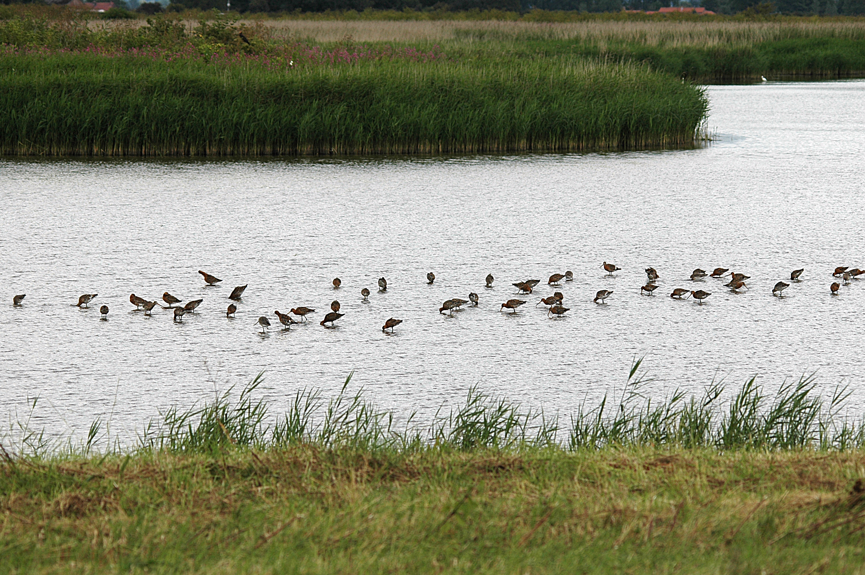 photos/wildlife/Bird_Species/063-Waders/1540-Black-Tailed_Godwit/DSC_6969.JPG
