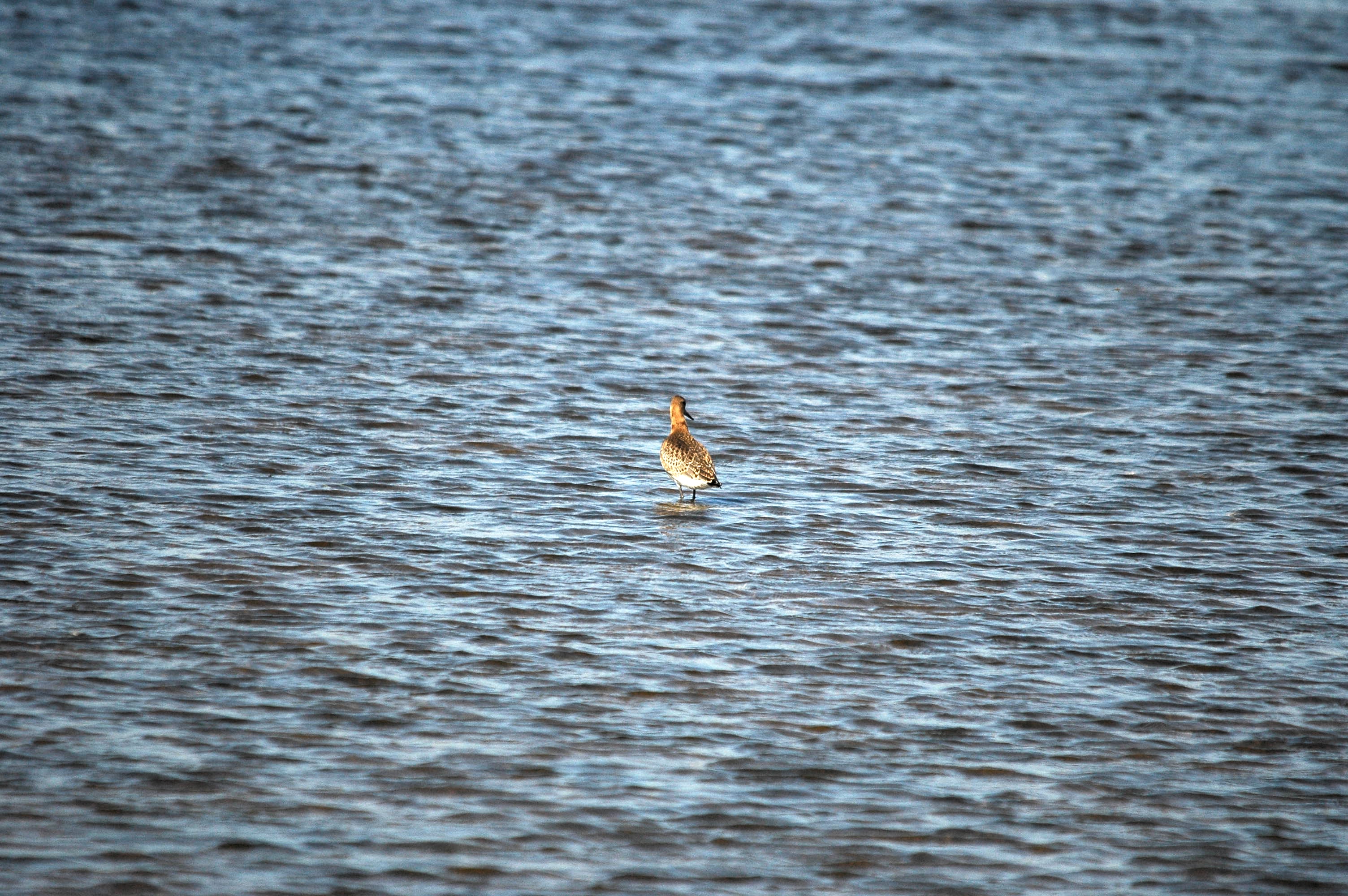 photos/wildlife/Bird_Species/063-Waders/1540-Black-Tailed_Godwit/dsc_3033.jpg