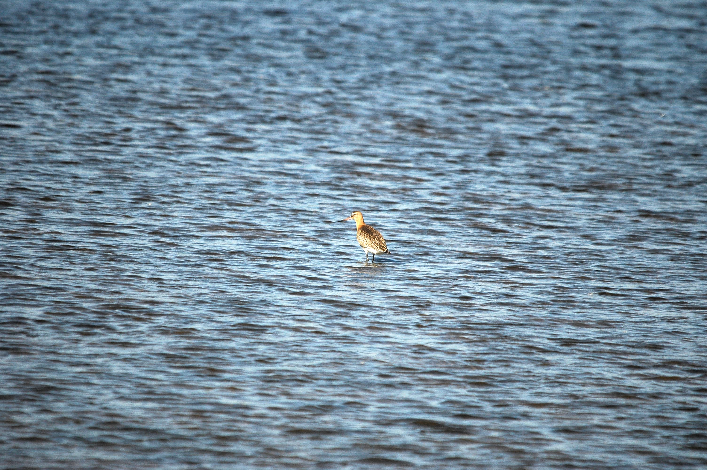 photos/wildlife/Bird_Species/063-Waders/1540-Black-Tailed_Godwit/dsc_3034.jpg