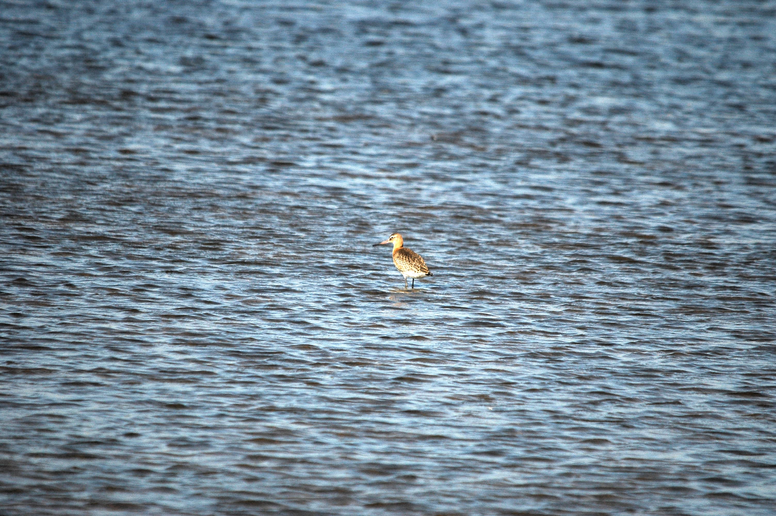 photos/wildlife/Bird_Species/063-Waders/1540-Black-Tailed_Godwit/dsc_3035.jpg