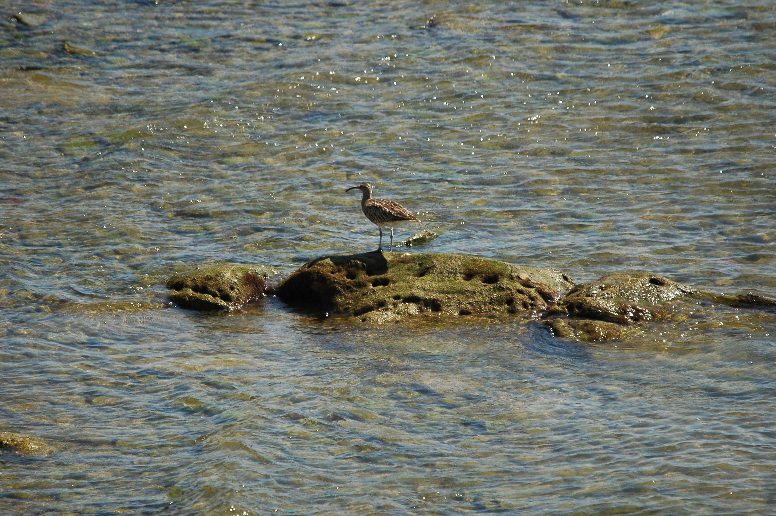 photos/wildlife/Bird_Species/063-Waders/1546-Whimbrel/20090923-Spain-01.jpg