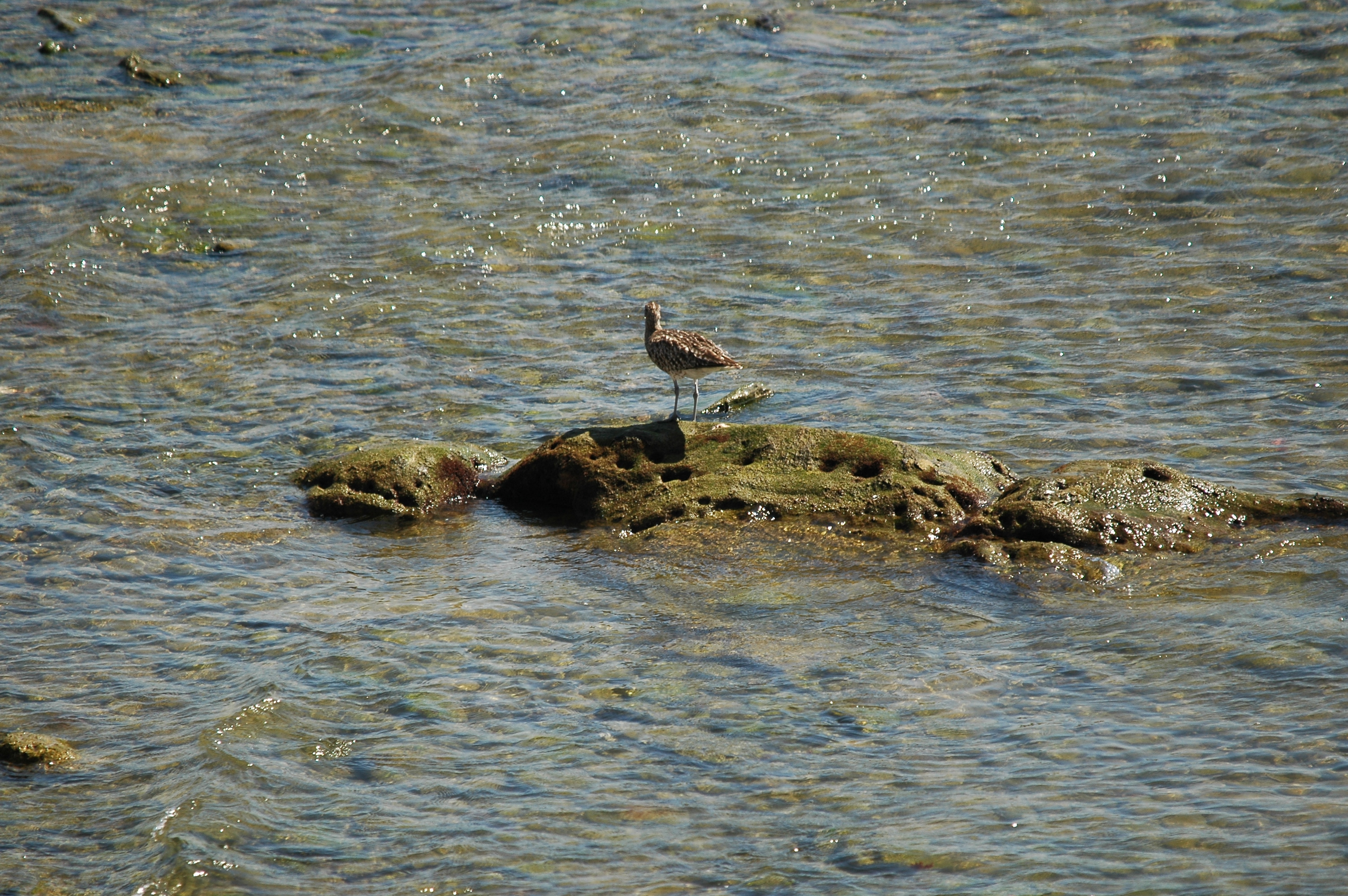 photos/wildlife/Bird_Species/063-Waders/1546-Whimbrel/20090923-Spain-02.jpg