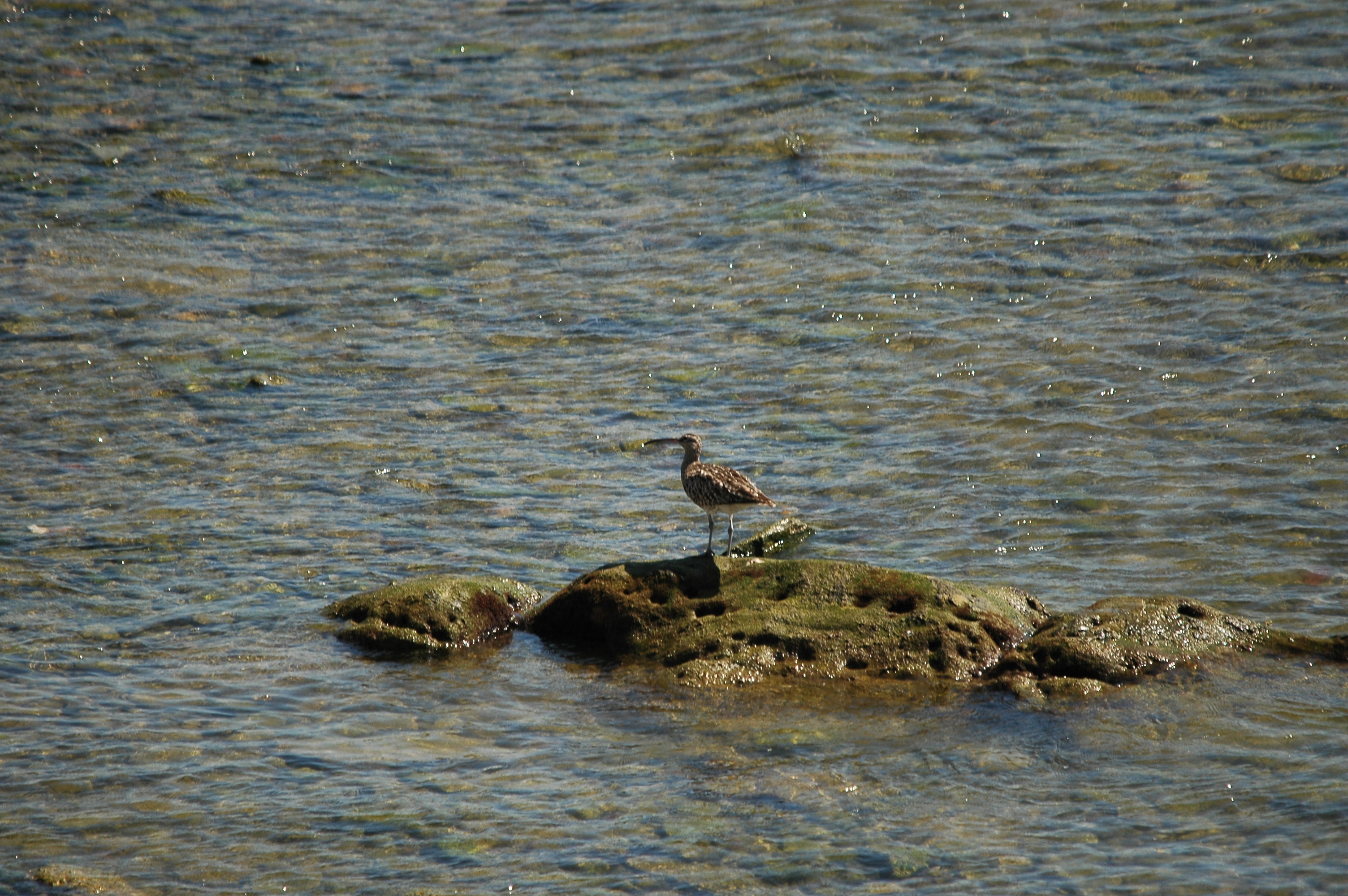 photos/wildlife/Bird_Species/063-Waders/1546-Whimbrel/20090923-Spain-03.jpg