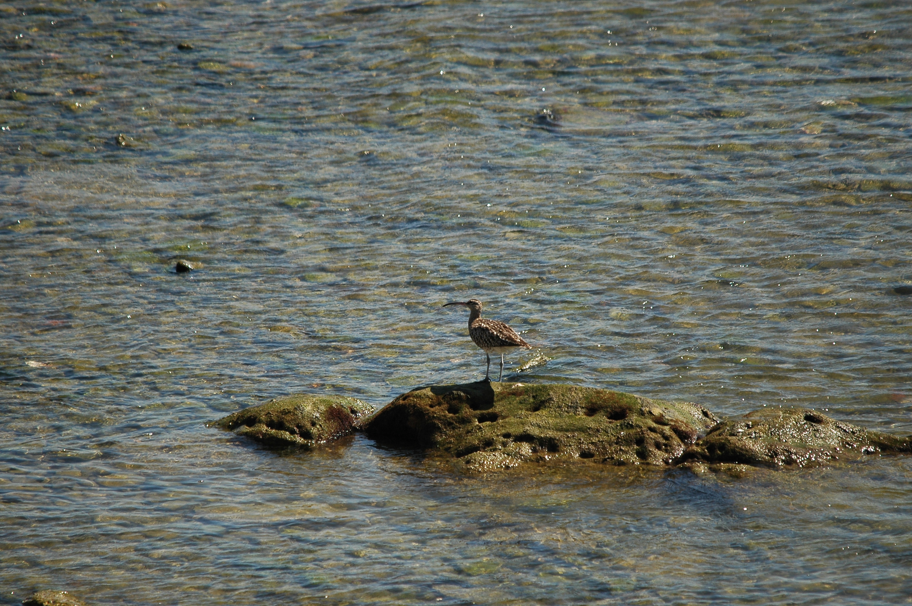 photos/wildlife/Bird_Species/063-Waders/1546-Whimbrel/20090923-Spain-04.jpg