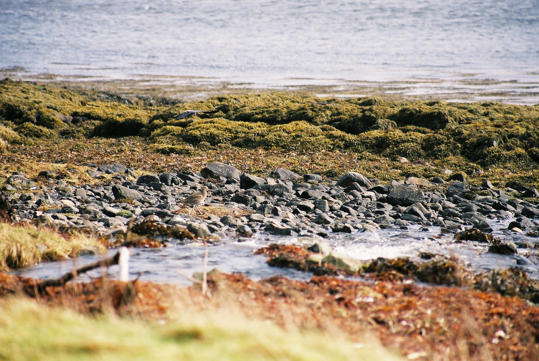 photos/wildlife/Bird_Species/063-Waders/1549-Eurasian_Curlew/20040327-Mull-01.jpg