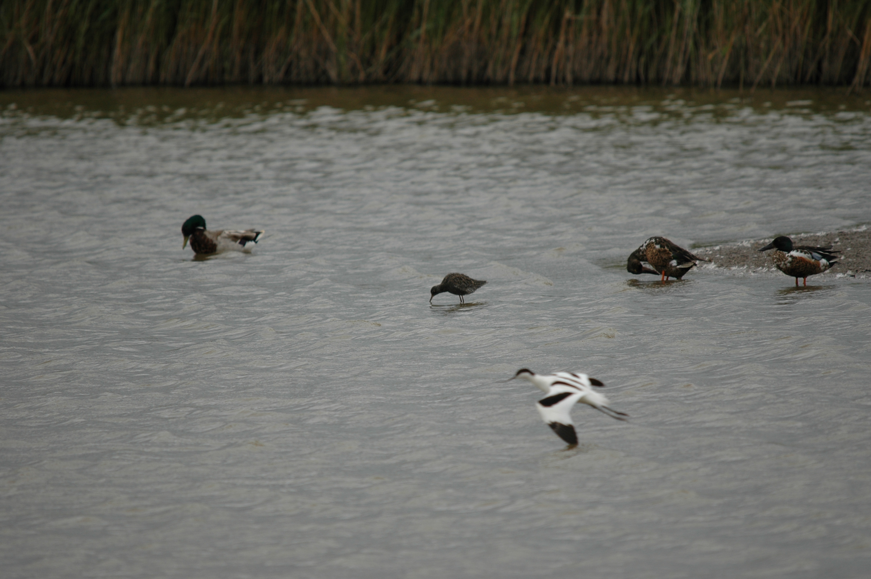 photos/wildlife/Bird_Species/063-Waders/1553-Spotted_Redshank/20090618-Blacktoft-01.jpg
