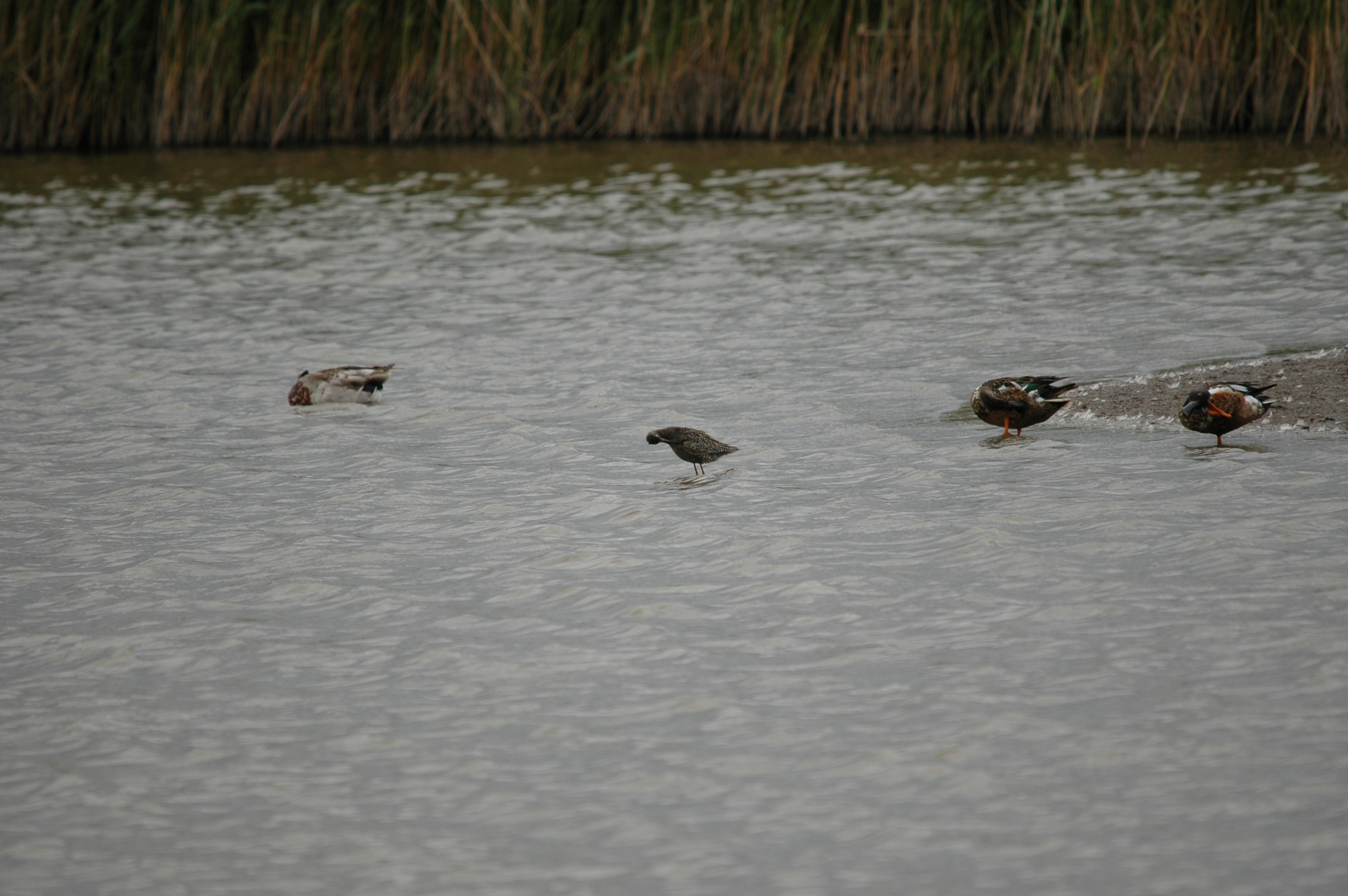 photos/wildlife/Bird_Species/063-Waders/1553-Spotted_Redshank/20090618-Blacktoft-02.jpg