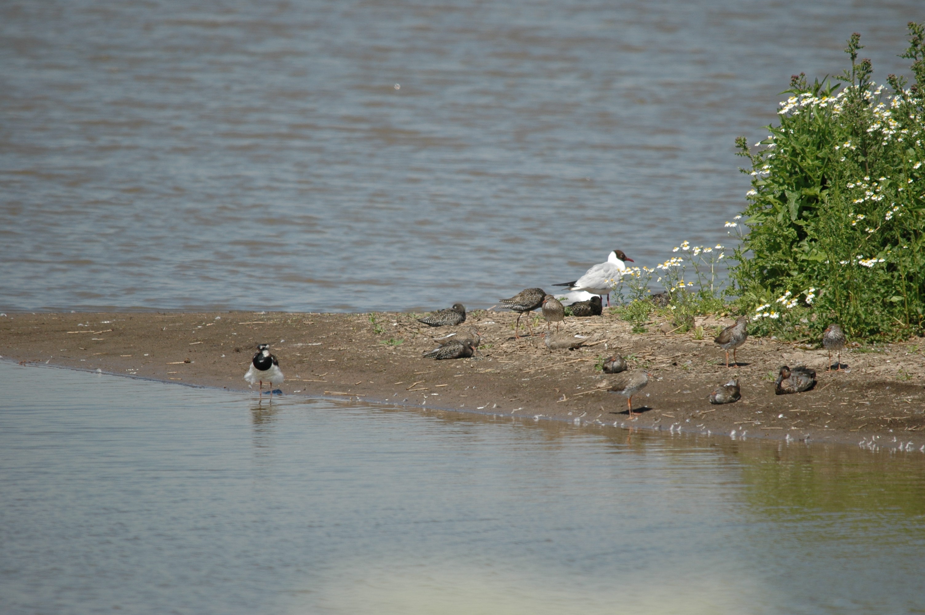 photos/wildlife/Bird_Species/063-Waders/1553-Spotted_Redshank/20090623-Blacktoft-01.jpg