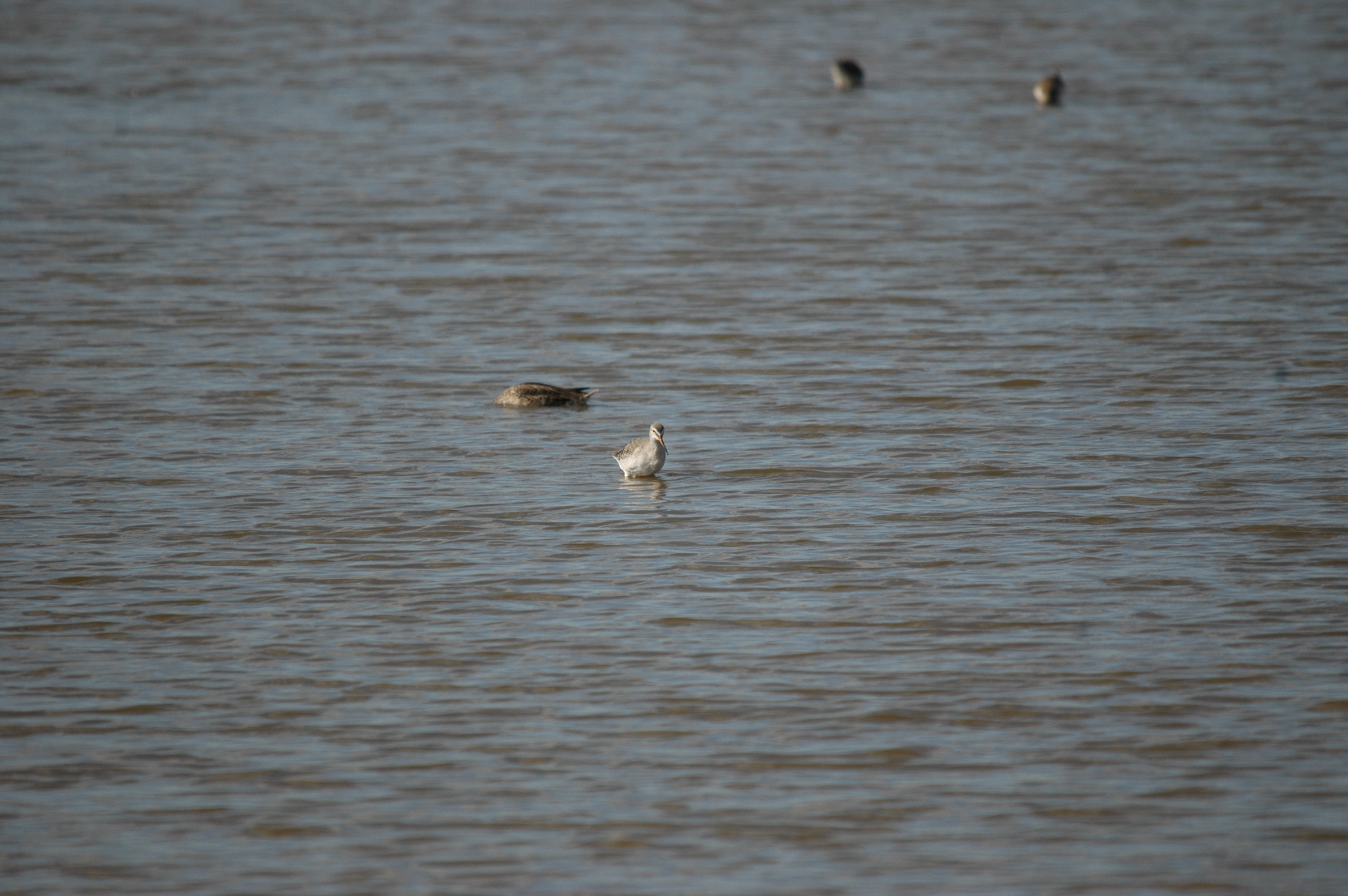 photos/wildlife/Bird_Species/063-Waders/1553-Spotted_Redshank/20090909-Blacktoft-01.jpg