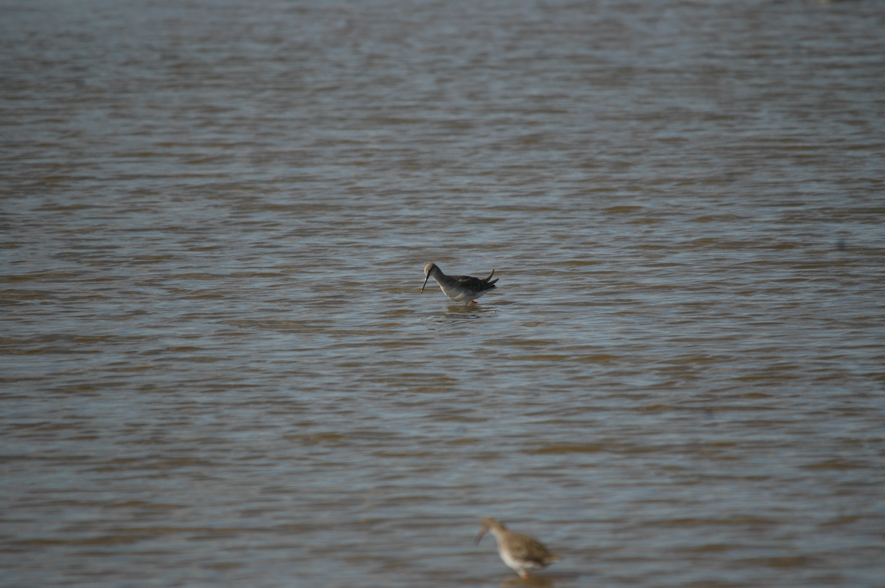 photos/wildlife/Bird_Species/063-Waders/1553-Spotted_Redshank/20090909-Blacktoft-03.jpg
