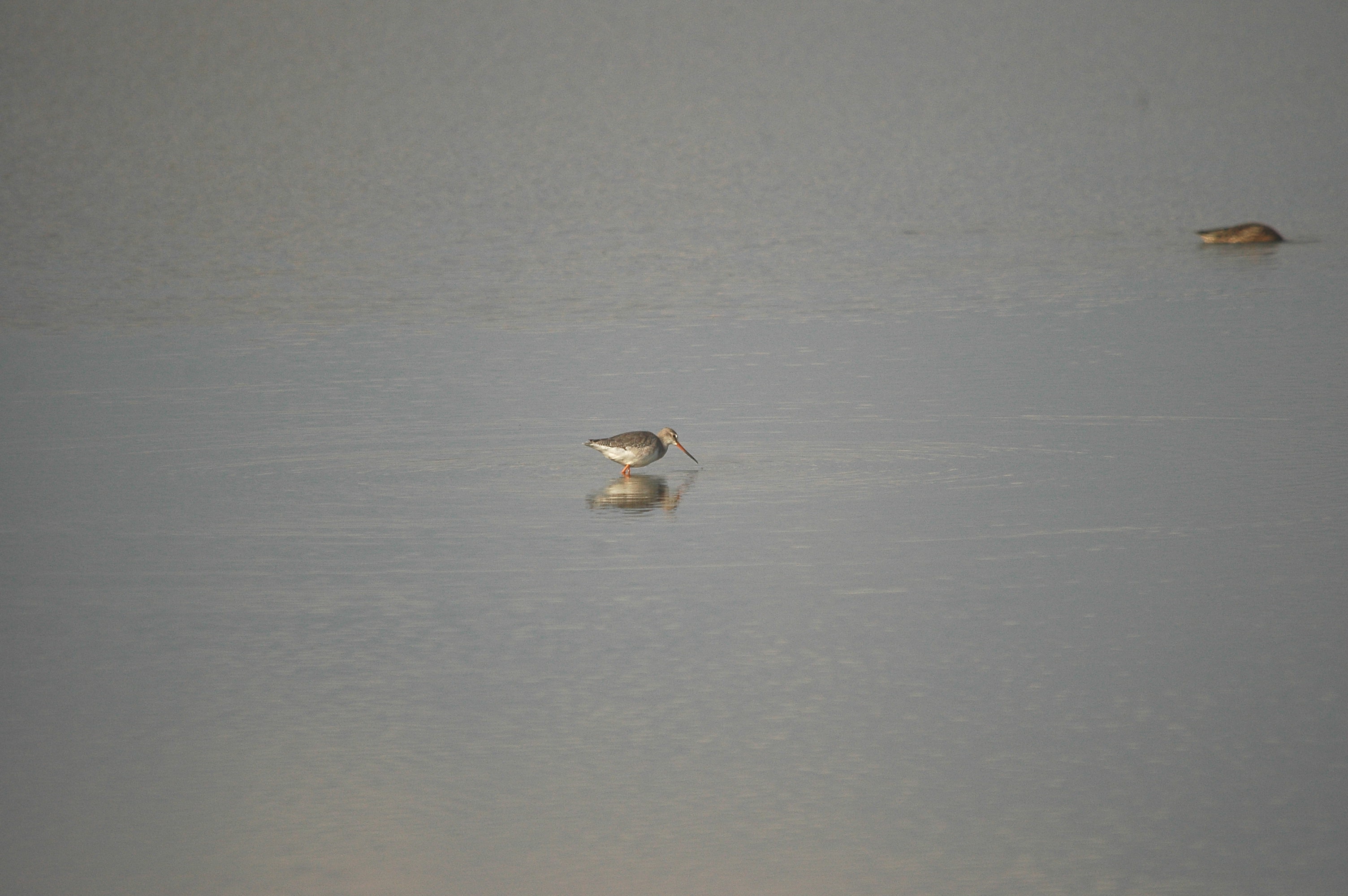 photos/wildlife/Bird_Species/063-Waders/1553-Spotted_Redshank/DSC_3360.JPG