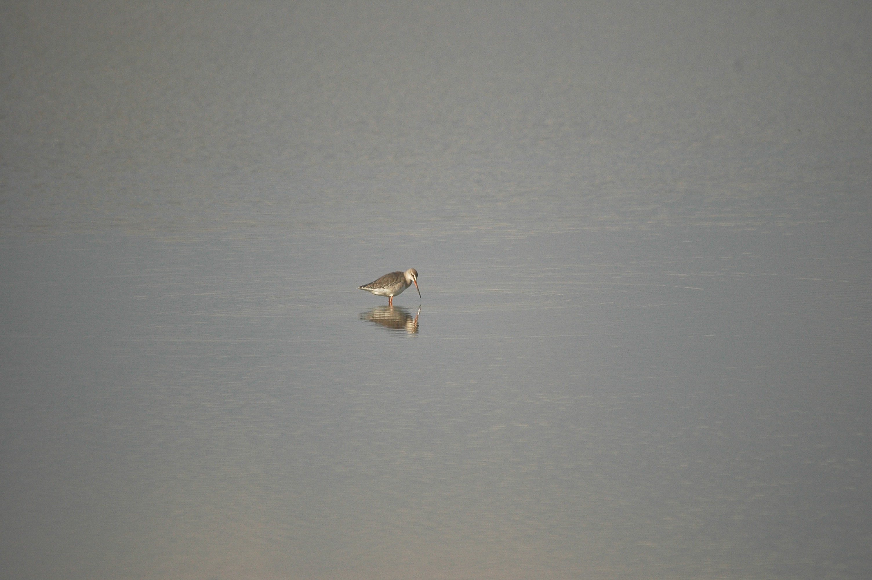 photos/wildlife/Bird_Species/063-Waders/1553-Spotted_Redshank/DSC_3361.JPG