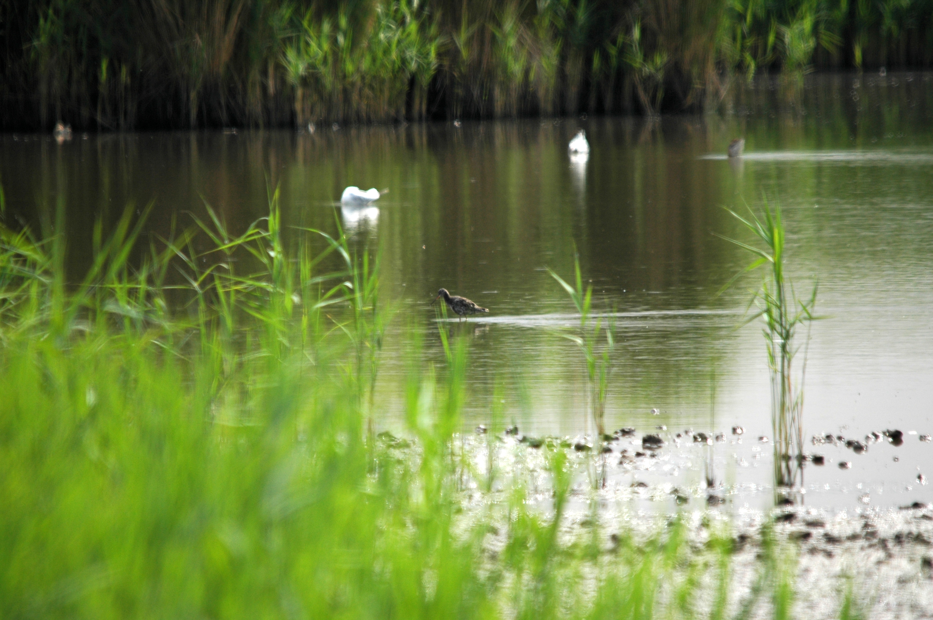 photos/wildlife/Bird_Species/063-Waders/1553-Spotted_Redshank/DSC_6351.JPG