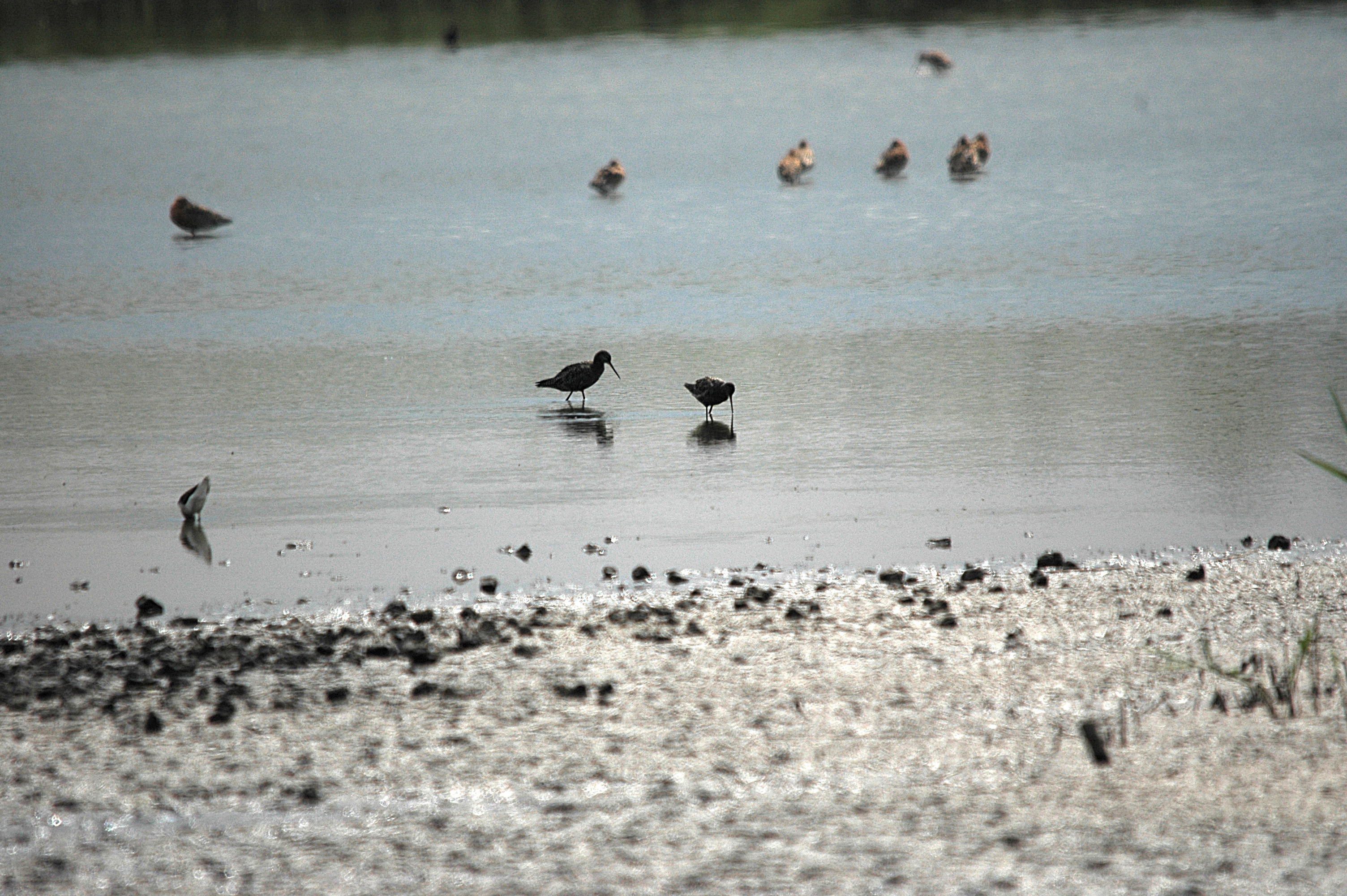 photos/wildlife/Bird_Species/063-Waders/1553-Spotted_Redshank/DSC_6353.JPG