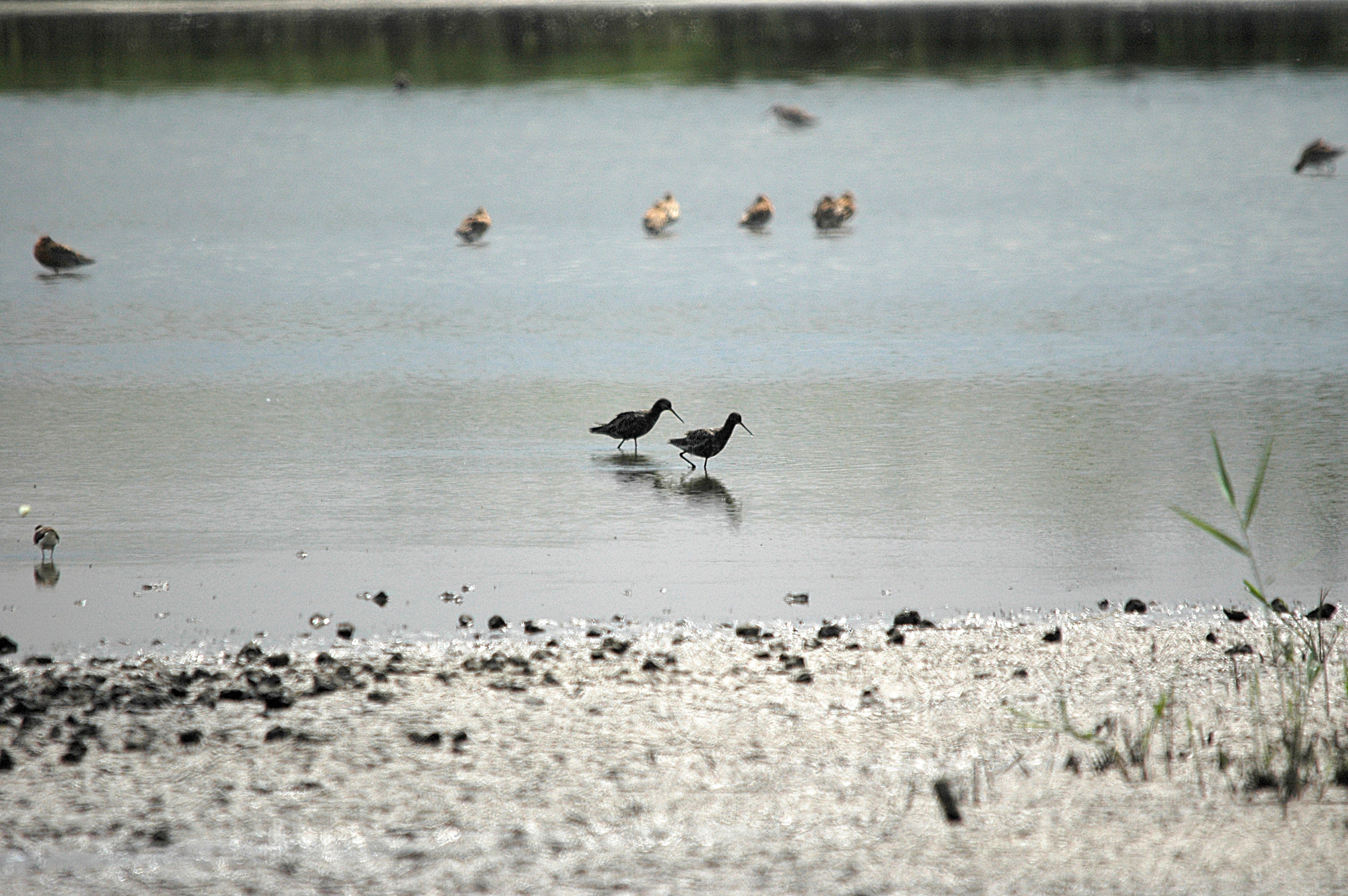photos/wildlife/Bird_Species/063-Waders/1553-Spotted_Redshank/DSC_6354.JPG