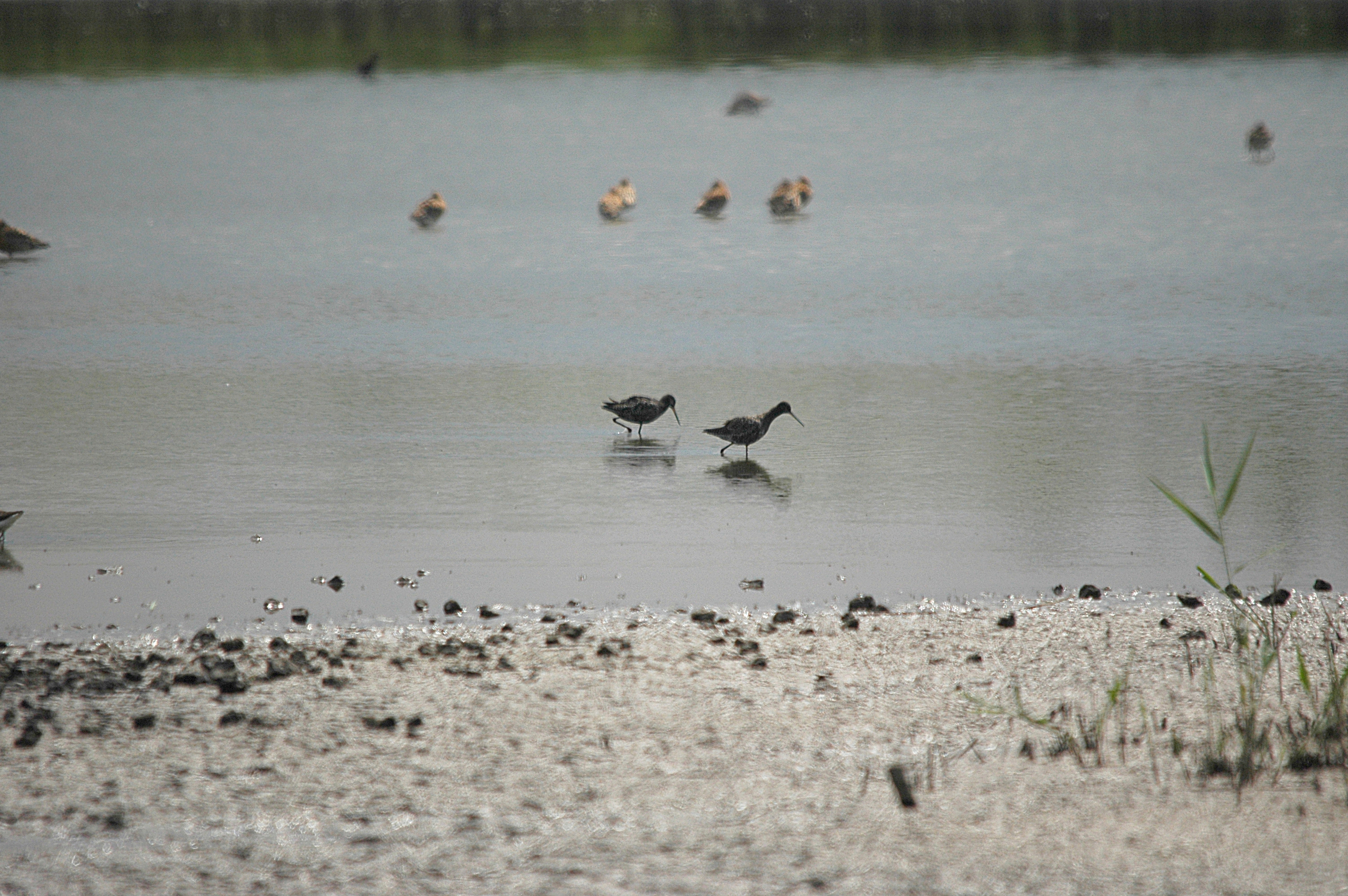 photos/wildlife/Bird_Species/063-Waders/1553-Spotted_Redshank/DSC_6355.JPG