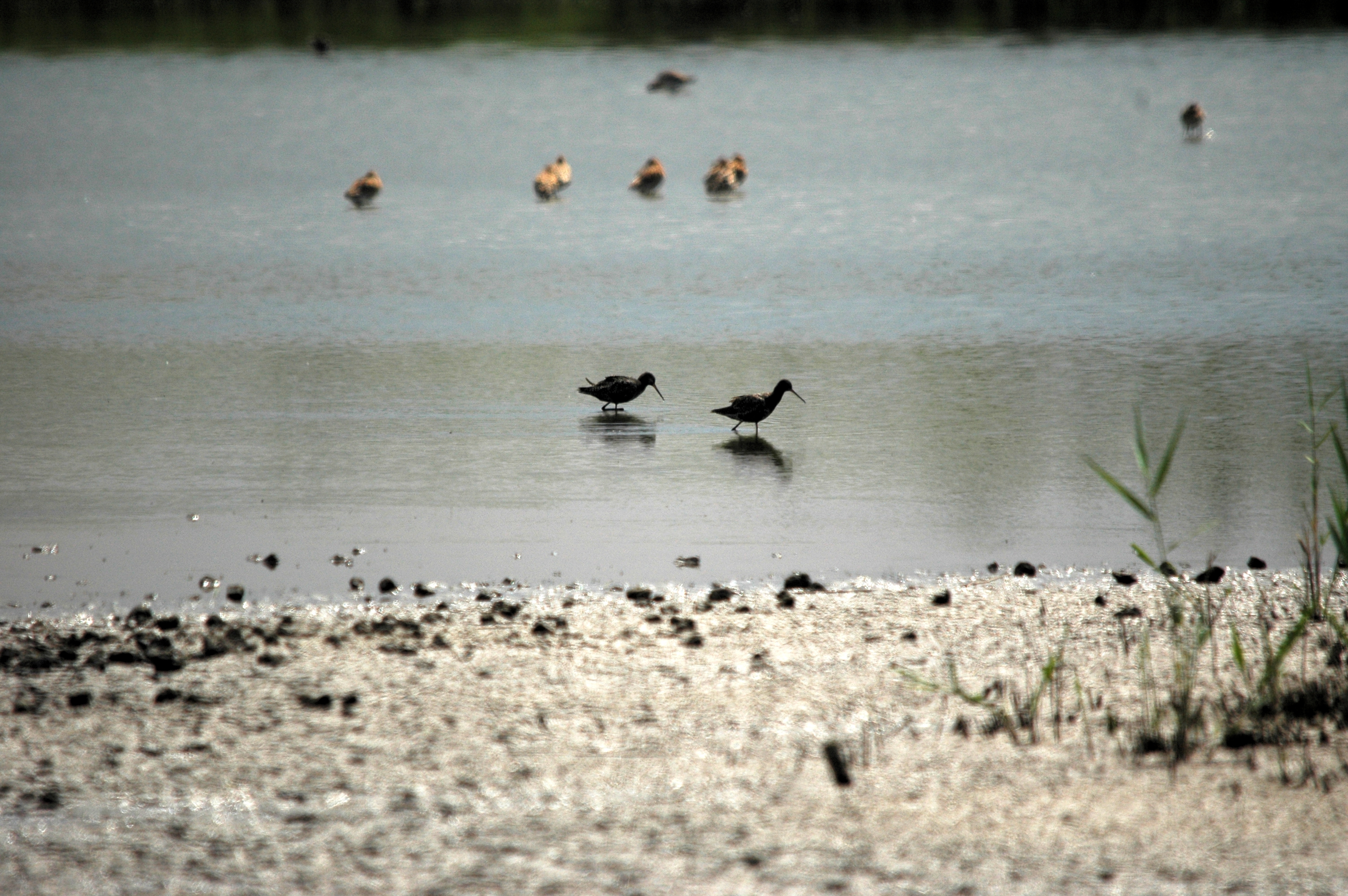 photos/wildlife/Bird_Species/063-Waders/1553-Spotted_Redshank/DSC_6356.JPG