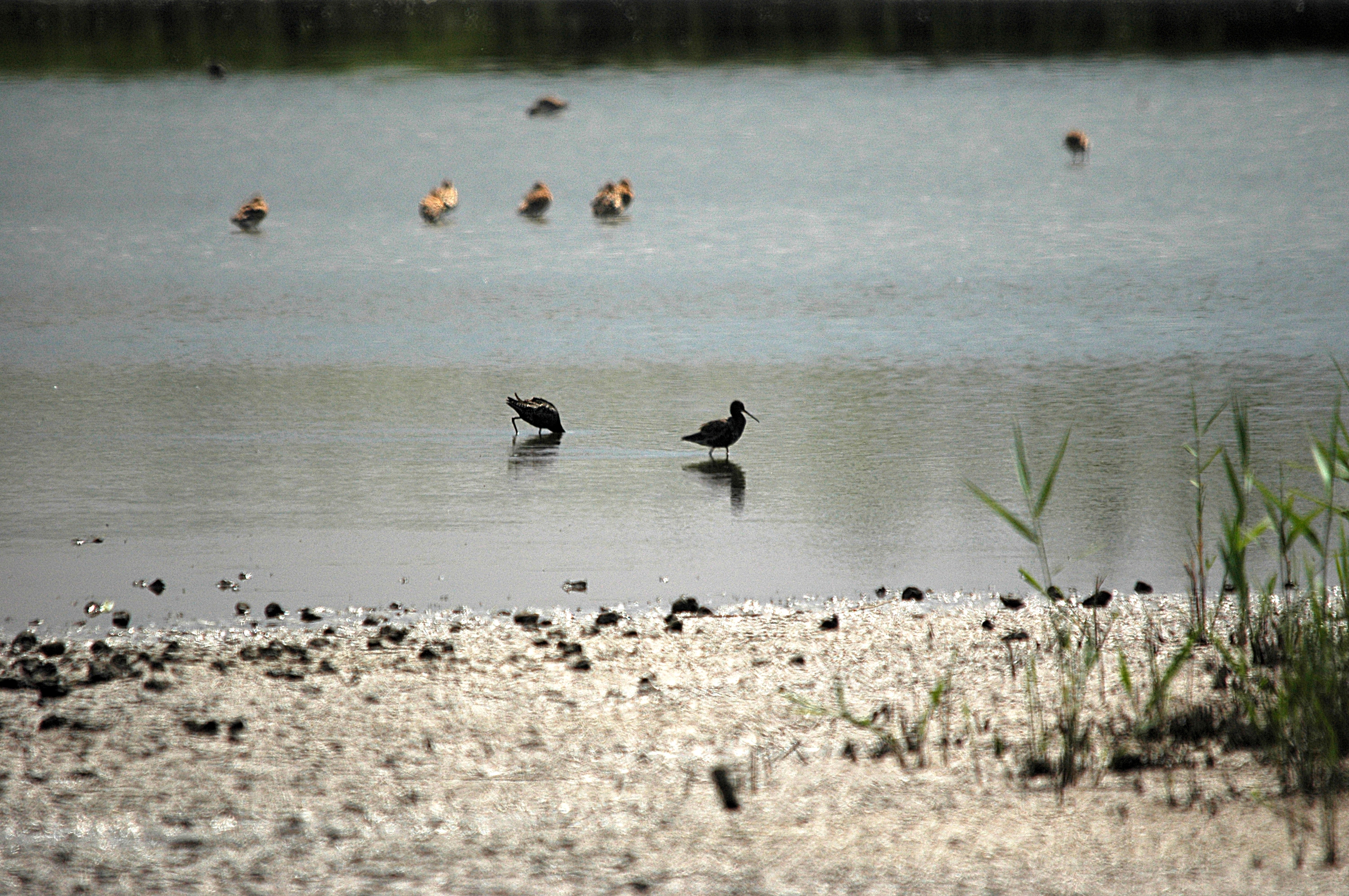 photos/wildlife/Bird_Species/063-Waders/1553-Spotted_Redshank/DSC_6357.JPG