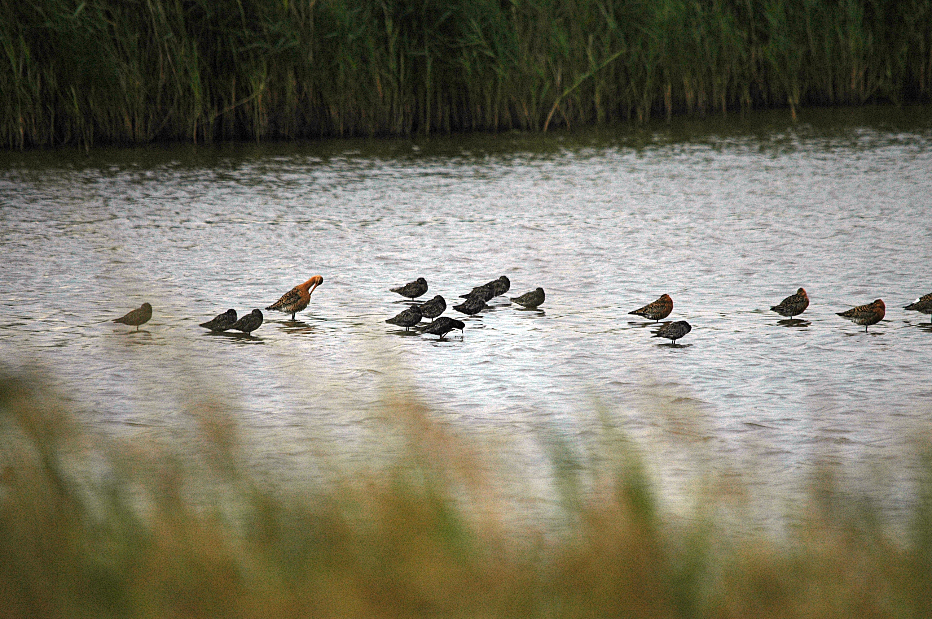 photos/wildlife/Bird_Species/063-Waders/1553-Spotted_Redshank/DSC_6515.JPG