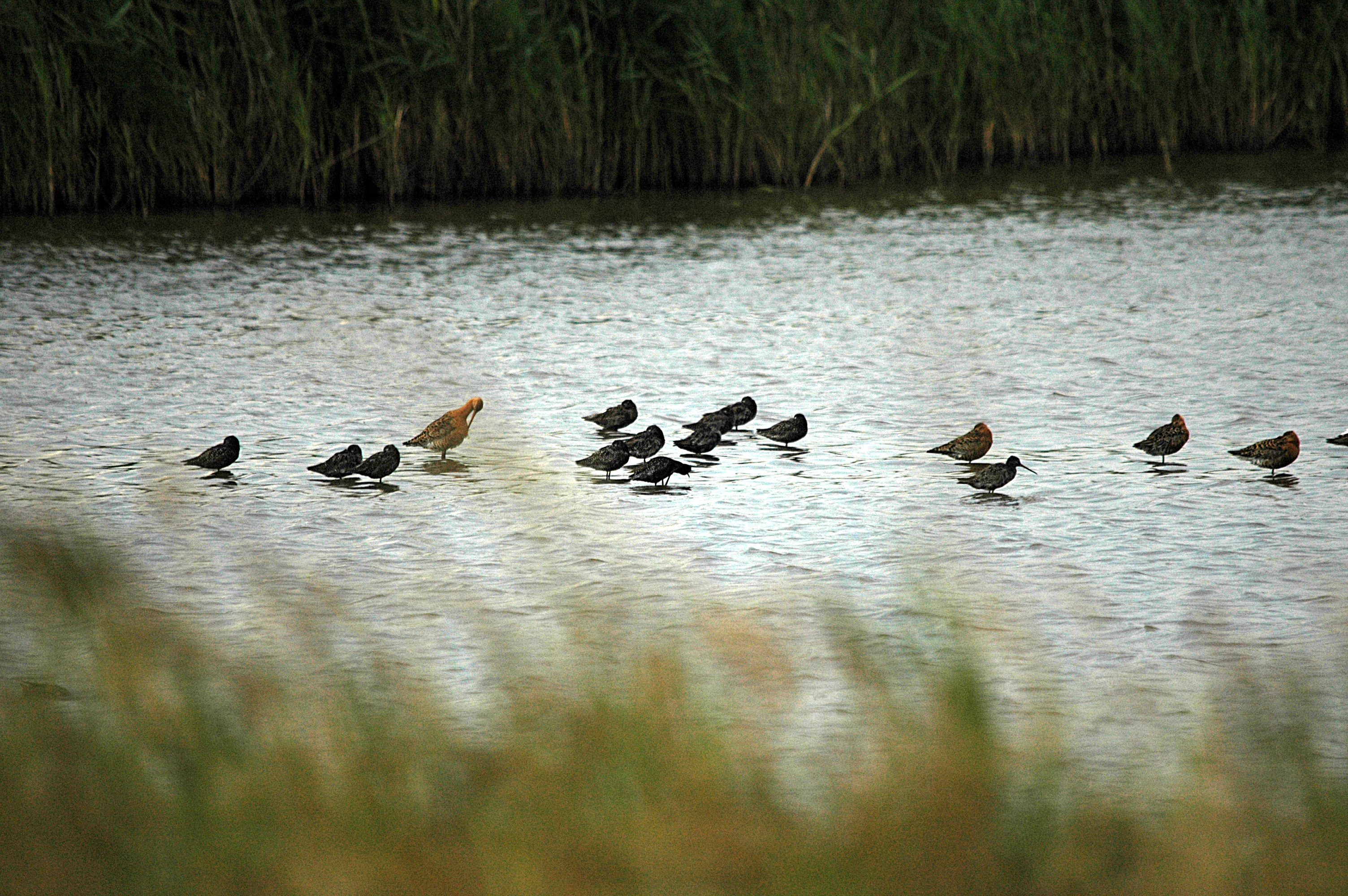 photos/wildlife/Bird_Species/063-Waders/1553-Spotted_Redshank/DSC_6516.JPG
