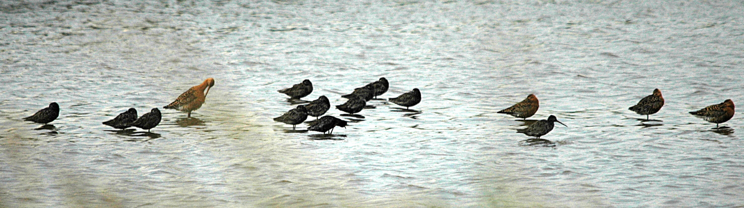 photos/wildlife/Bird_Species/063-Waders/1553-Spotted_Redshank/DSC_6516_small.jpg