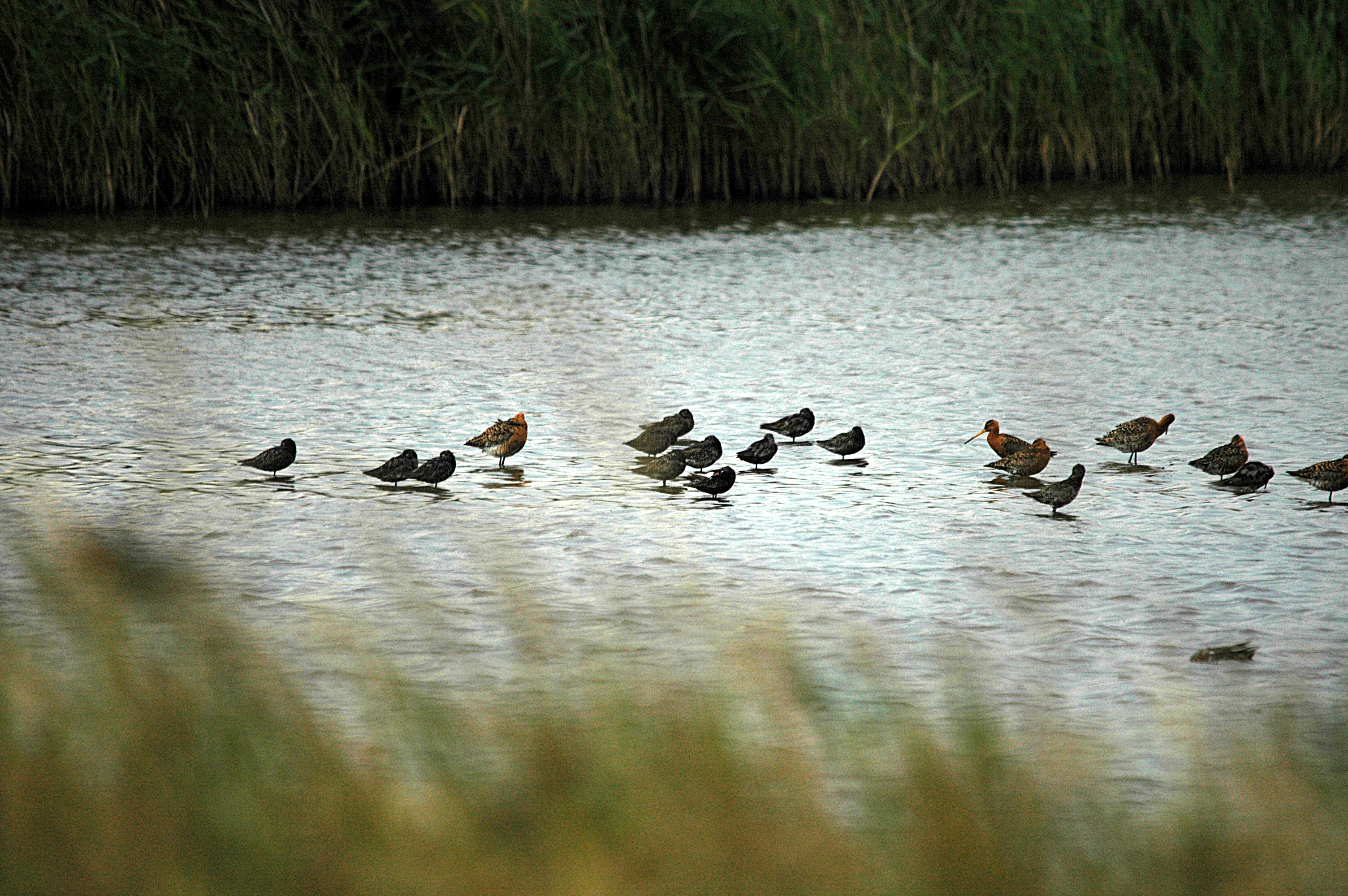 photos/wildlife/Bird_Species/063-Waders/1553-Spotted_Redshank/DSC_6517.JPG