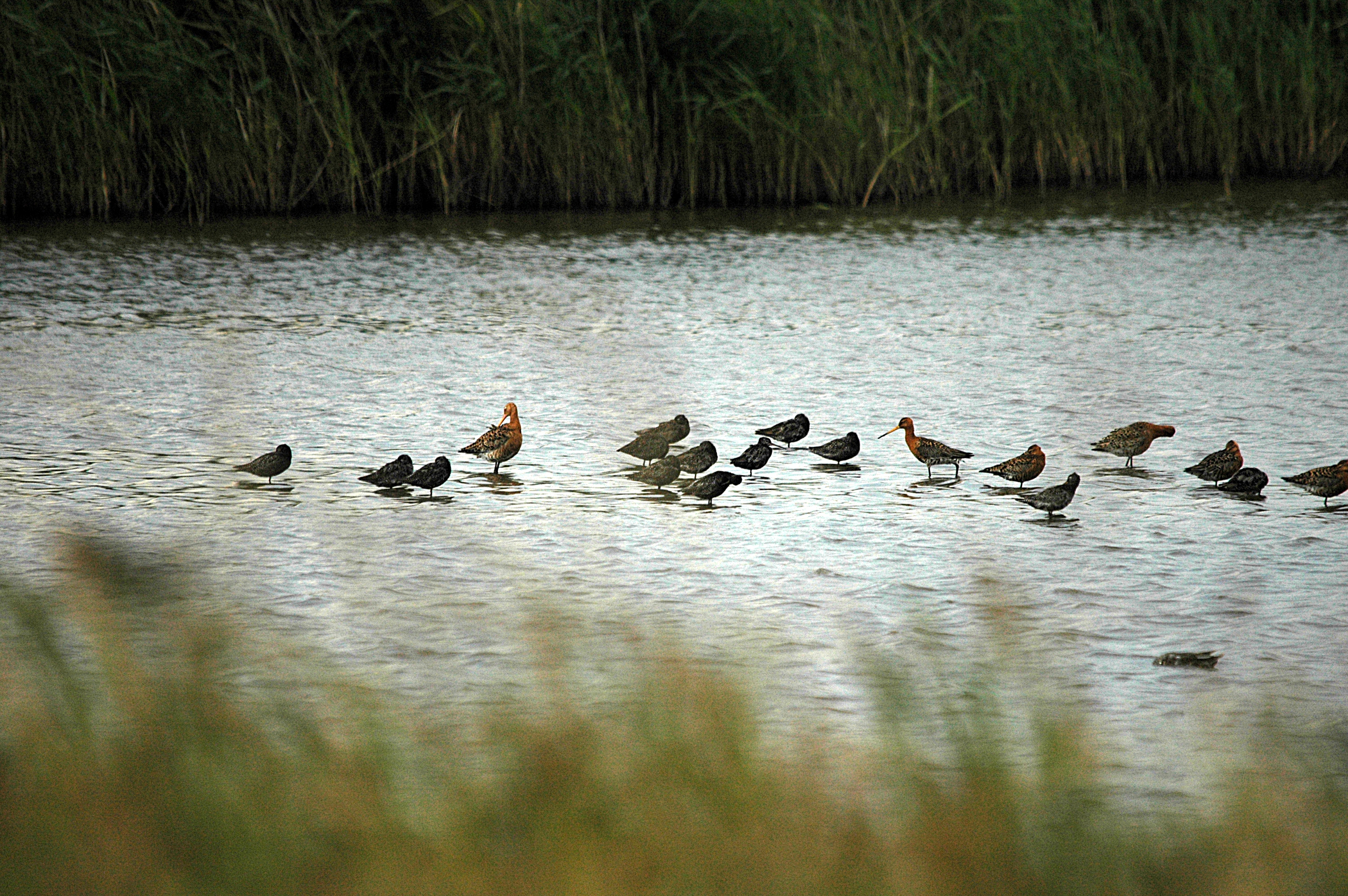 photos/wildlife/Bird_Species/063-Waders/1553-Spotted_Redshank/DSC_6518.JPG