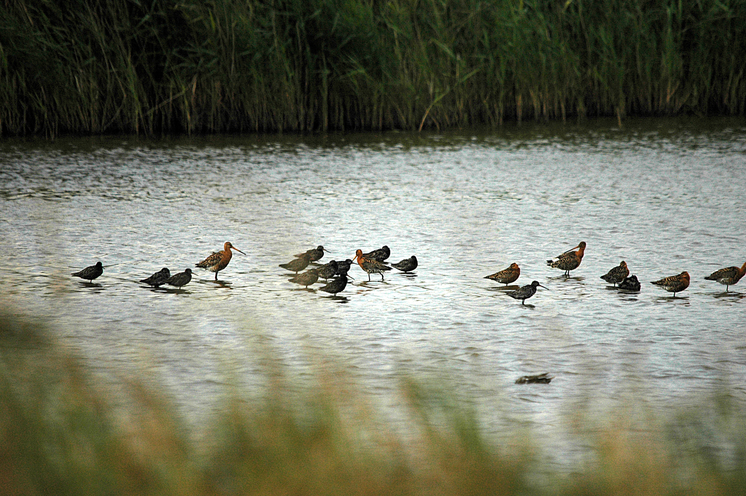 photos/wildlife/Bird_Species/063-Waders/1553-Spotted_Redshank/DSC_6519.JPG