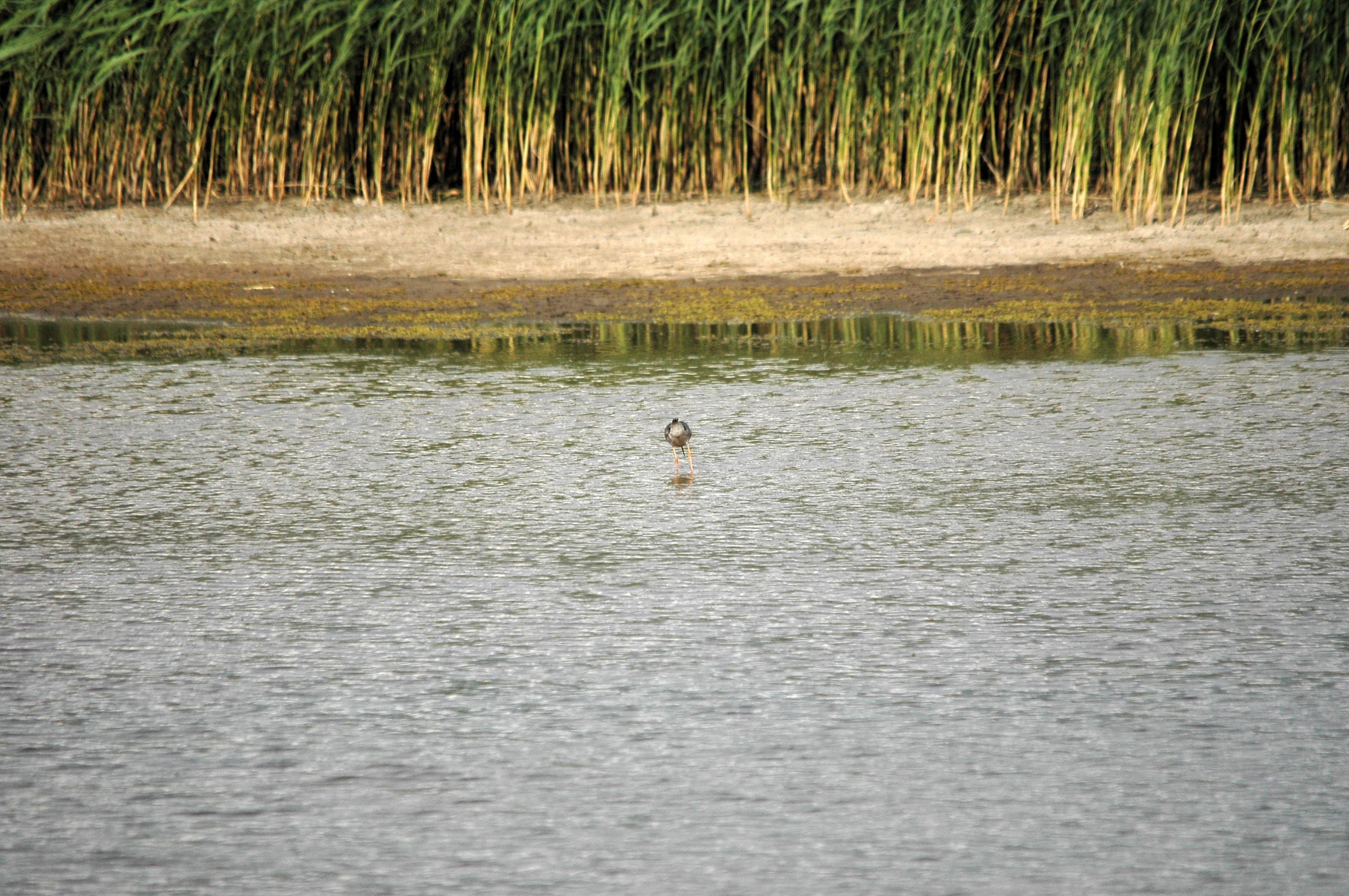 photos/wildlife/Bird_Species/063-Waders/1553-Spotted_Redshank/DSC_7319.JPG