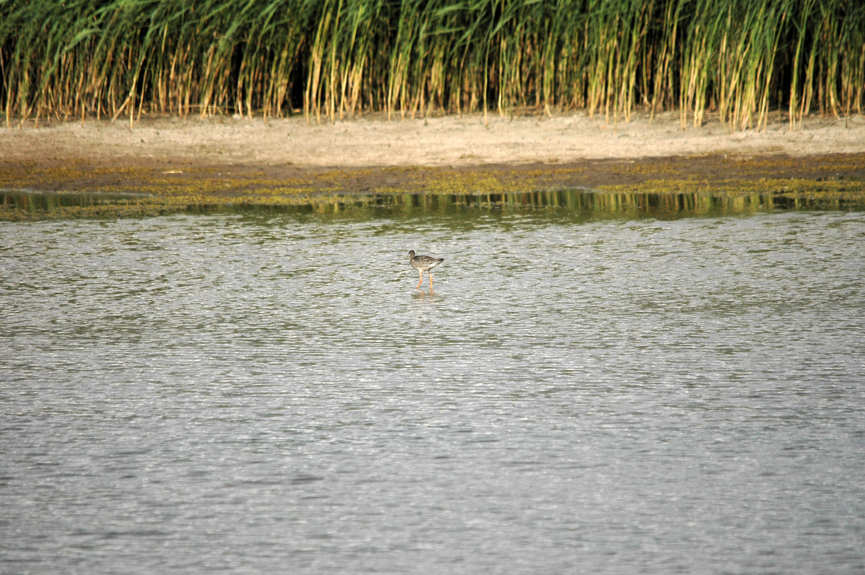 photos/wildlife/Bird_Species/063-Waders/1553-Spotted_Redshank/DSC_7320.JPG