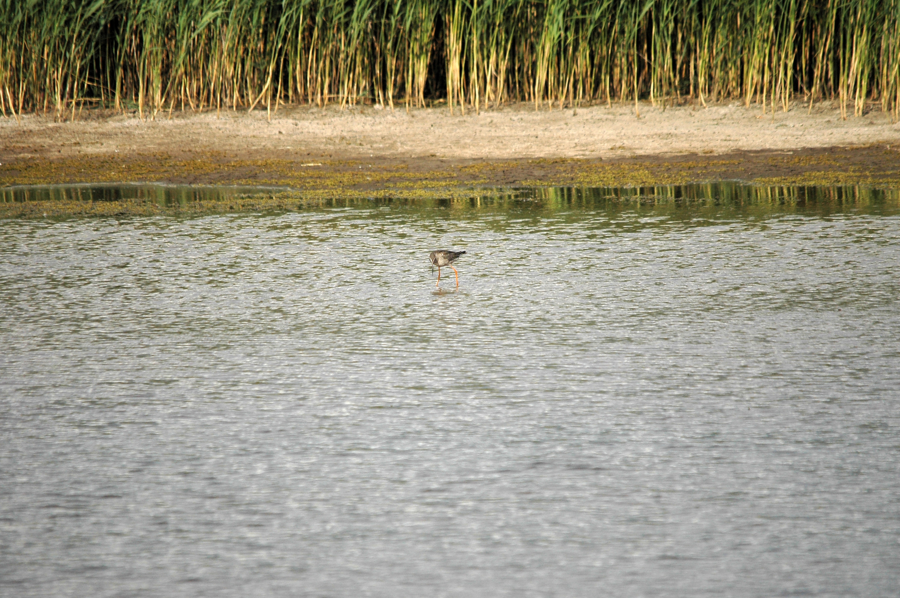 photos/wildlife/Bird_Species/063-Waders/1553-Spotted_Redshank/DSC_7321.JPG