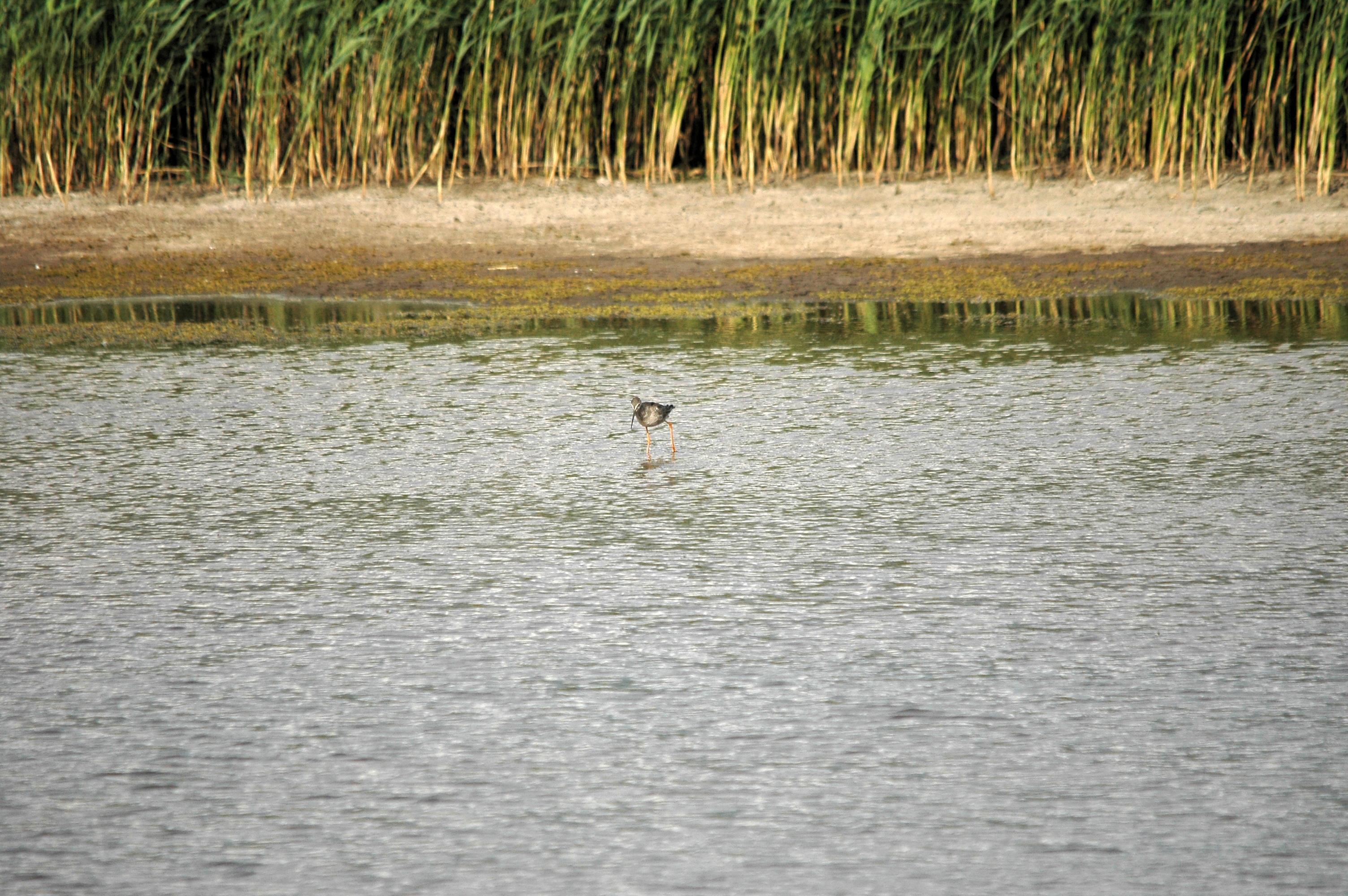 photos/wildlife/Bird_Species/063-Waders/1553-Spotted_Redshank/DSC_7322.JPG
