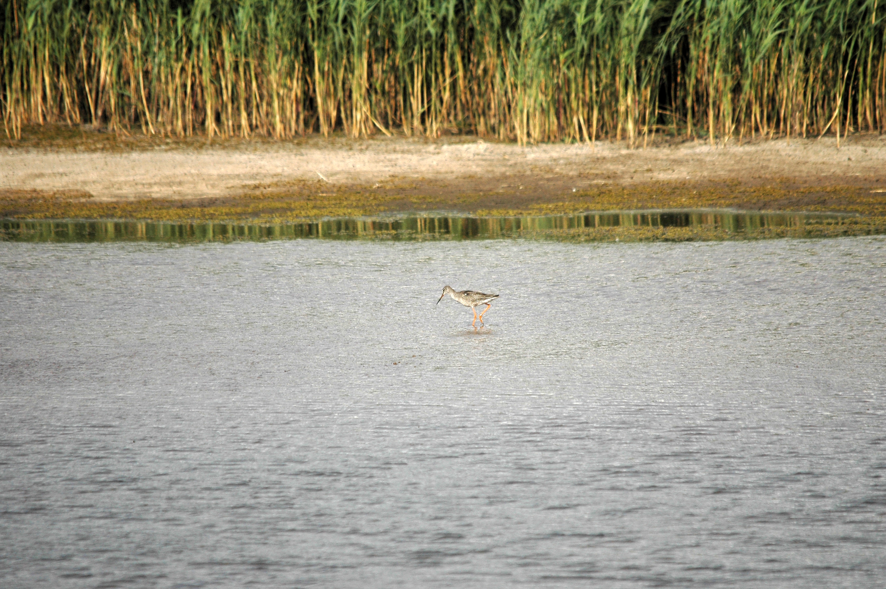 photos/wildlife/Bird_Species/063-Waders/1553-Spotted_Redshank/DSC_7323.JPG