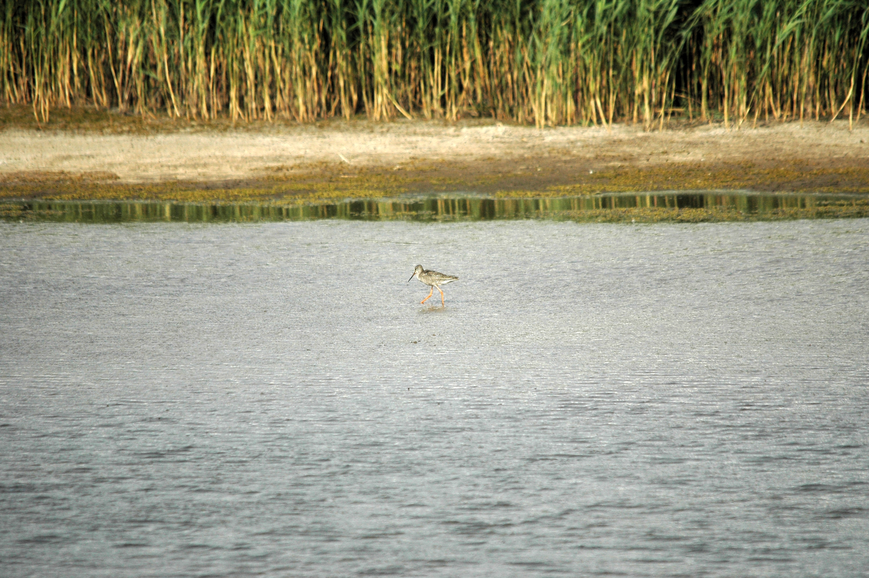 photos/wildlife/Bird_Species/063-Waders/1553-Spotted_Redshank/DSC_7324.JPG