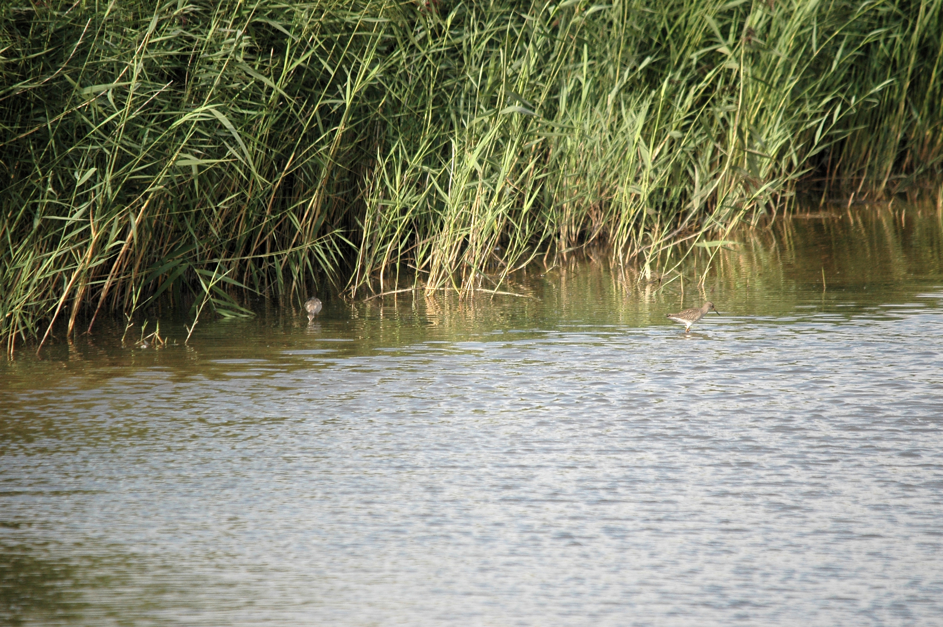 photos/wildlife/Bird_Species/063-Waders/1553-Spotted_Redshank/DSC_7325.JPG