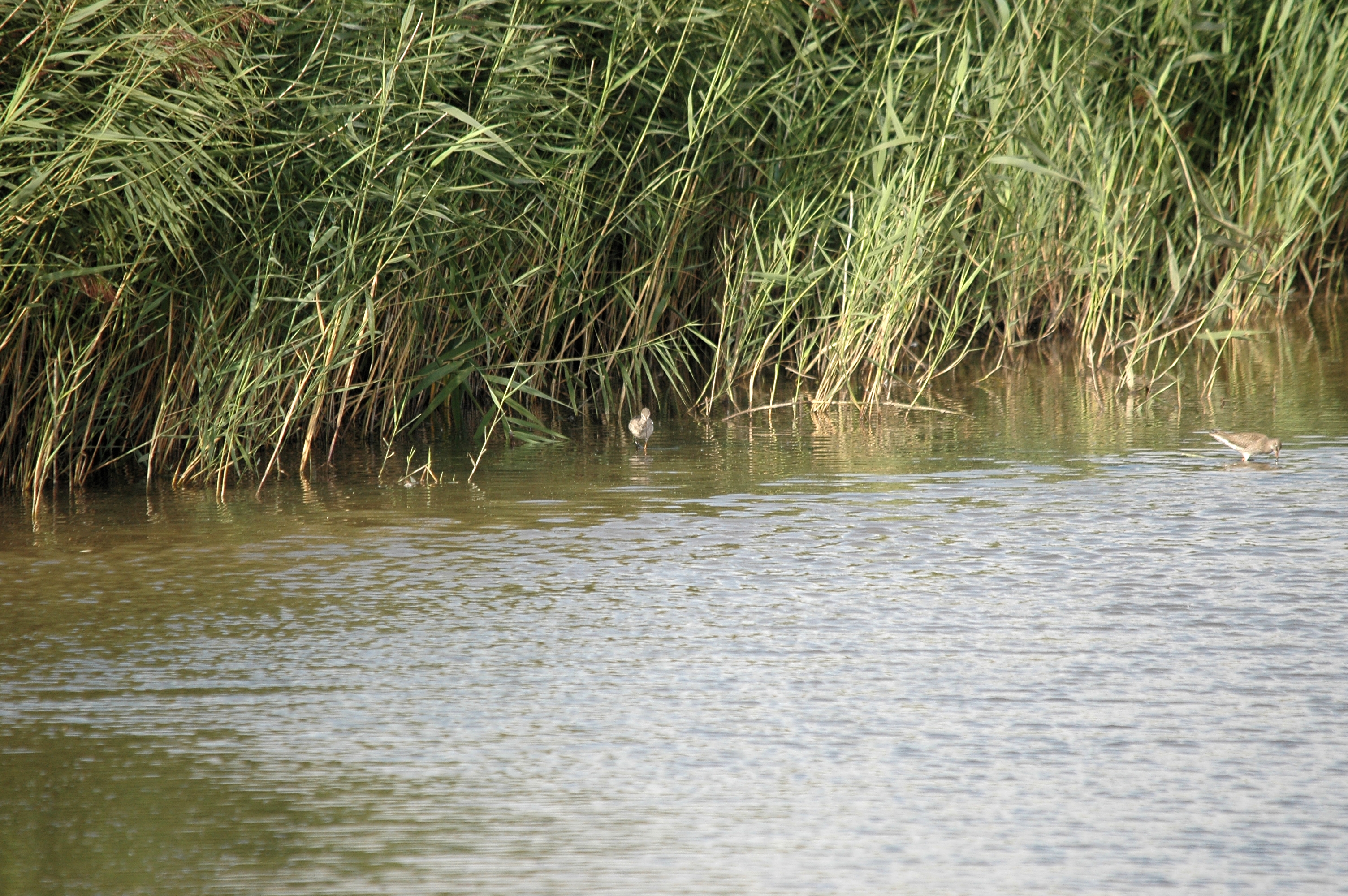 photos/wildlife/Bird_Species/063-Waders/1553-Spotted_Redshank/DSC_7326.JPG