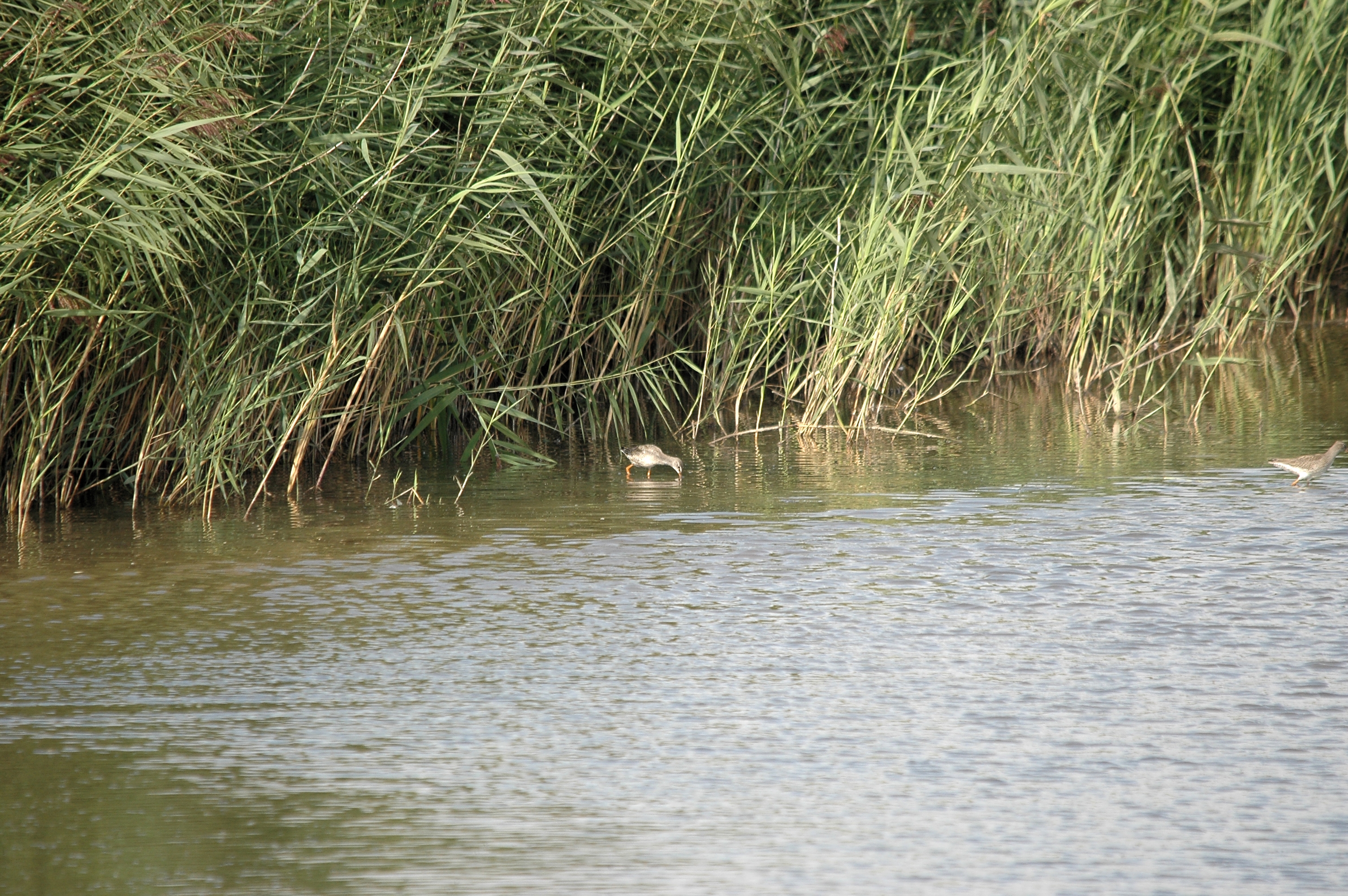 photos/wildlife/Bird_Species/063-Waders/1553-Spotted_Redshank/DSC_7327.JPG
