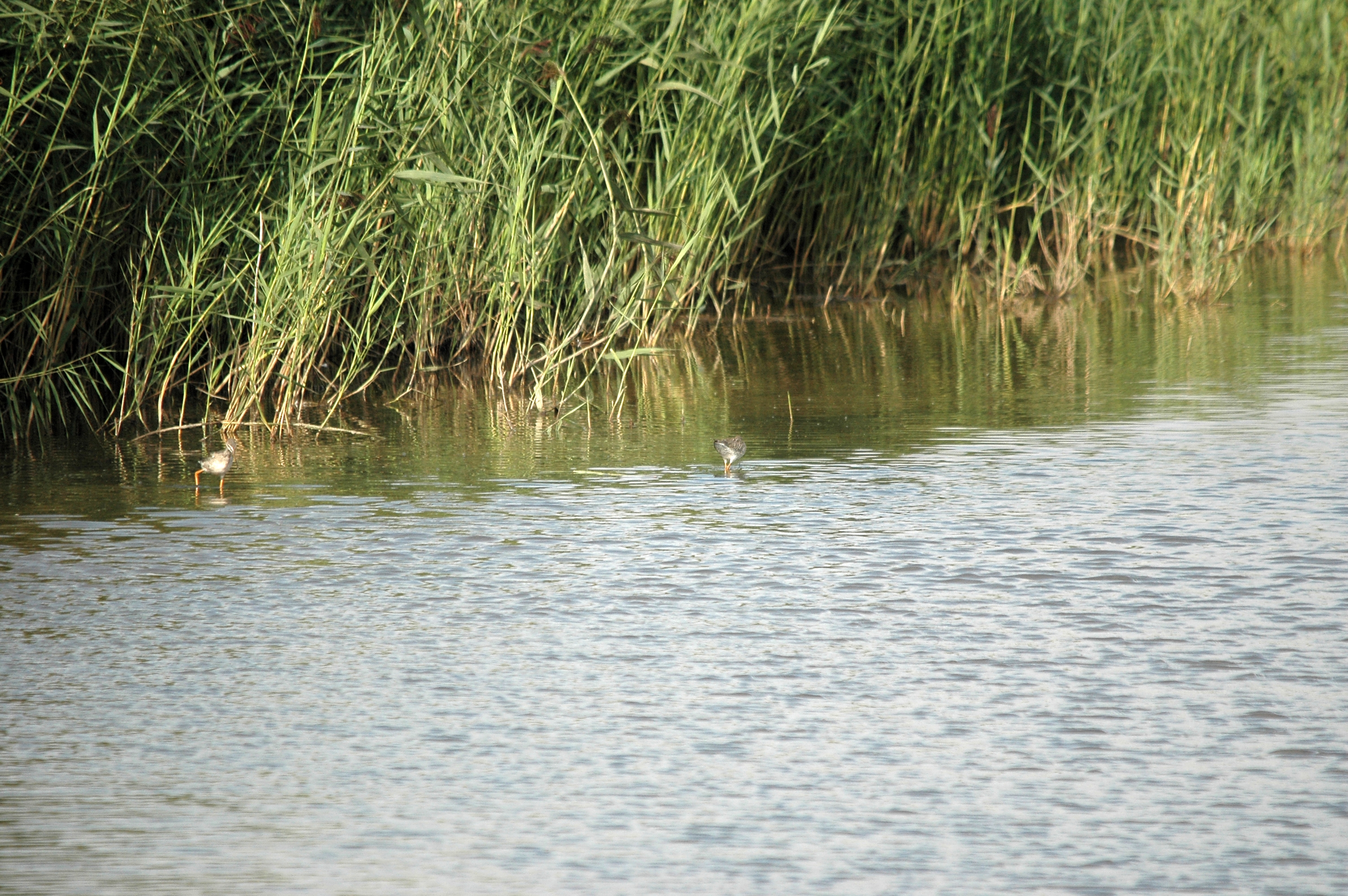 photos/wildlife/Bird_Species/063-Waders/1553-Spotted_Redshank/DSC_7328.JPG