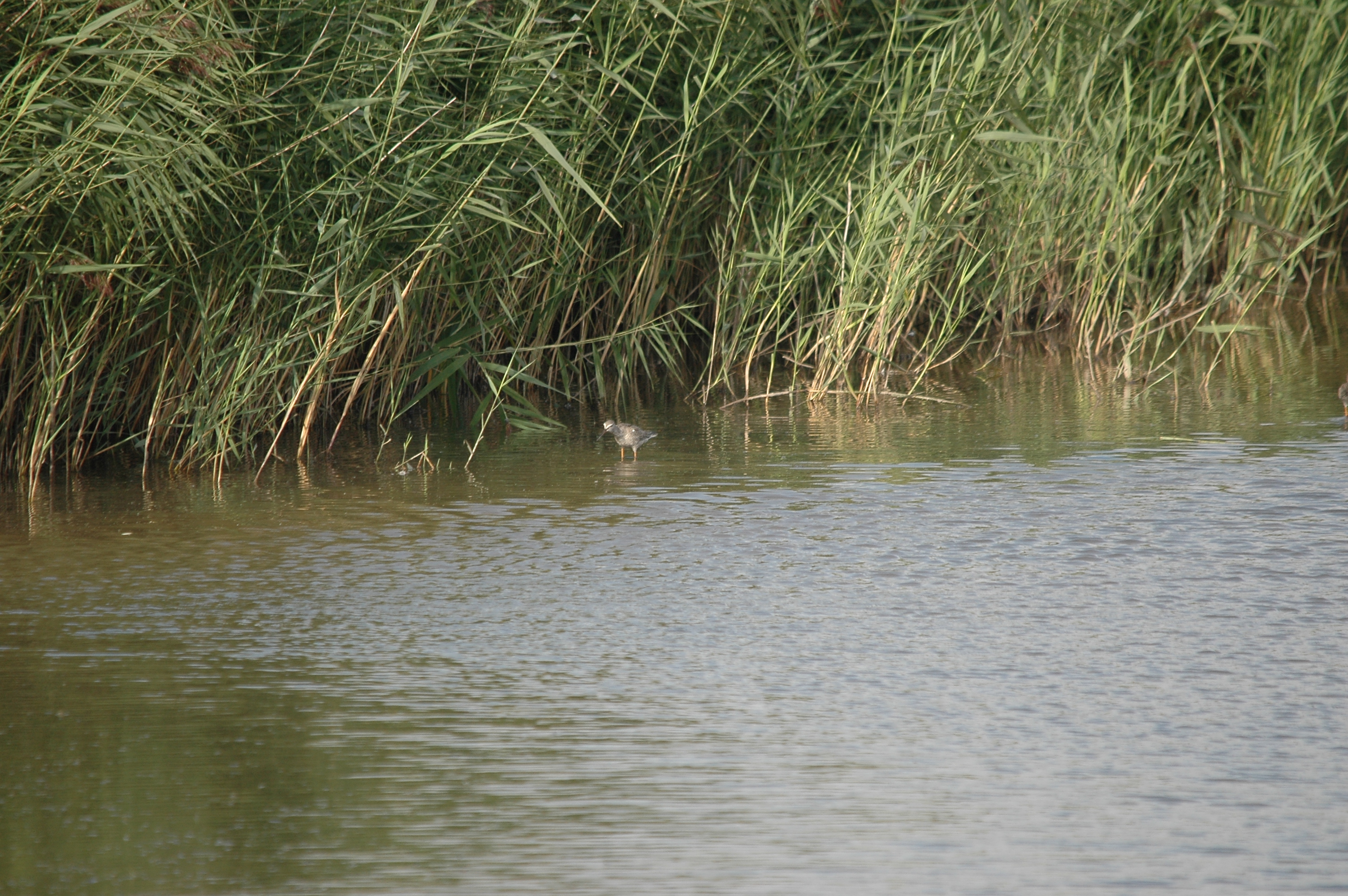 photos/wildlife/Bird_Species/063-Waders/1553-Spotted_Redshank/DSC_7329.JPG