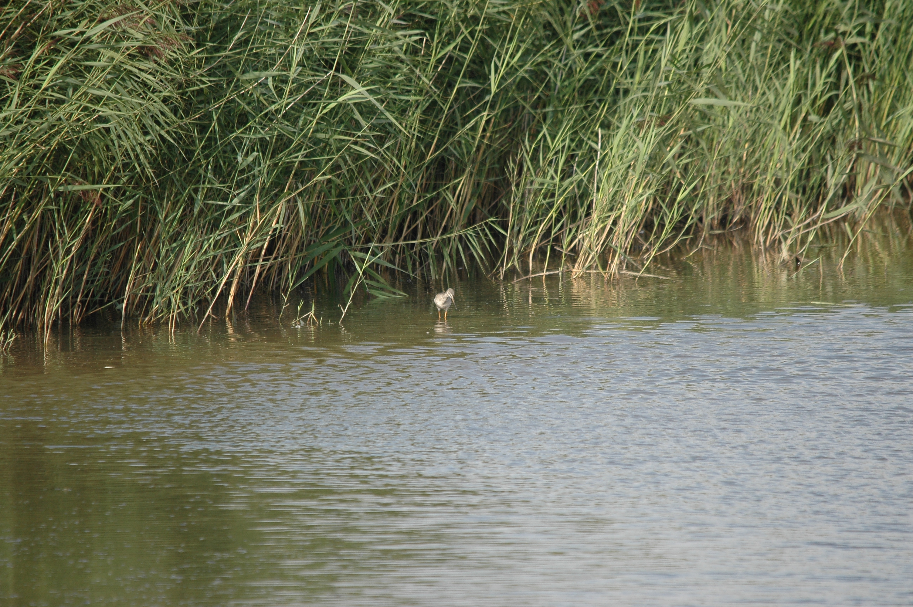photos/wildlife/Bird_Species/063-Waders/1553-Spotted_Redshank/DSC_7330.JPG