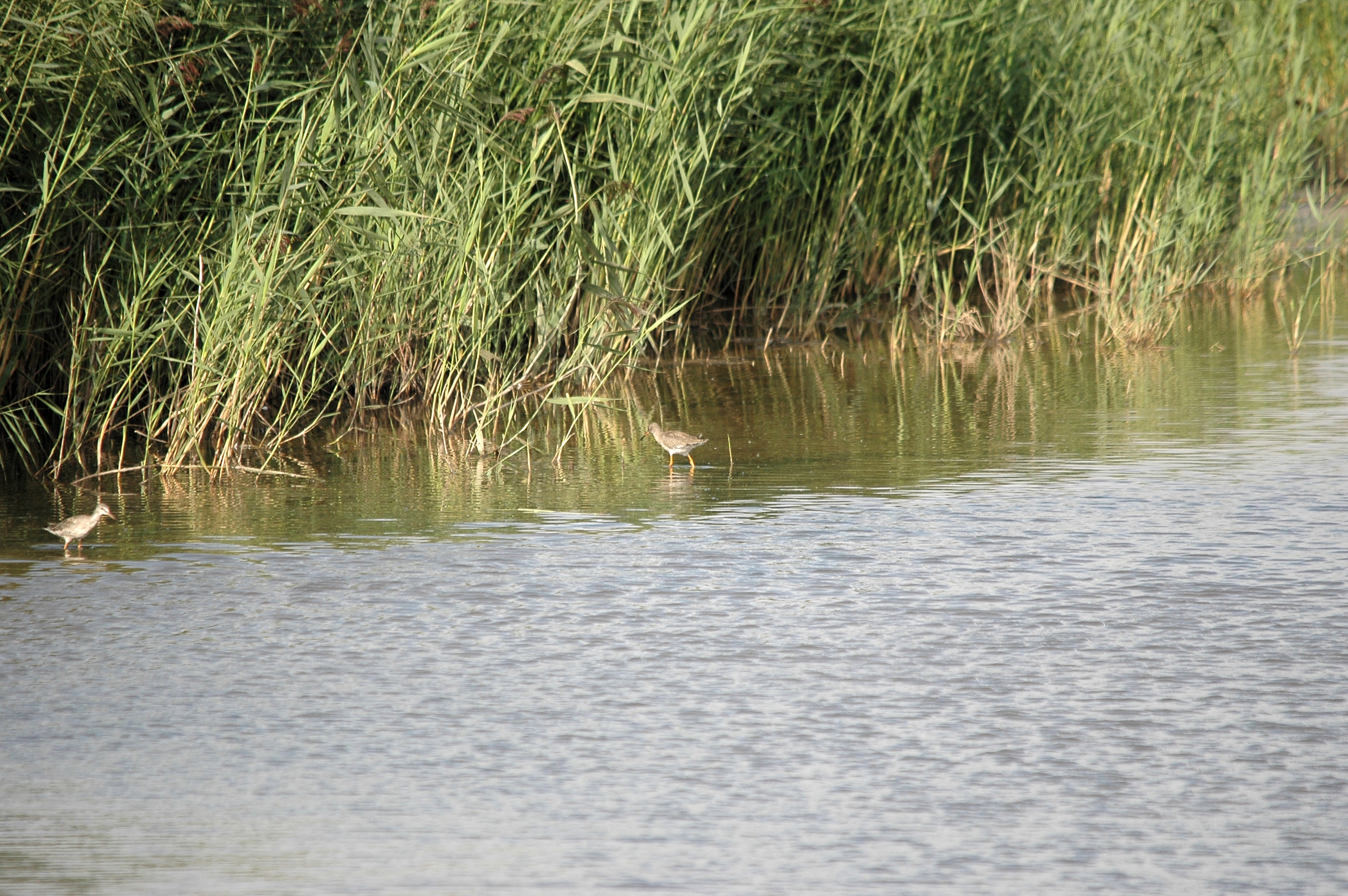 photos/wildlife/Bird_Species/063-Waders/1553-Spotted_Redshank/DSC_7331.JPG