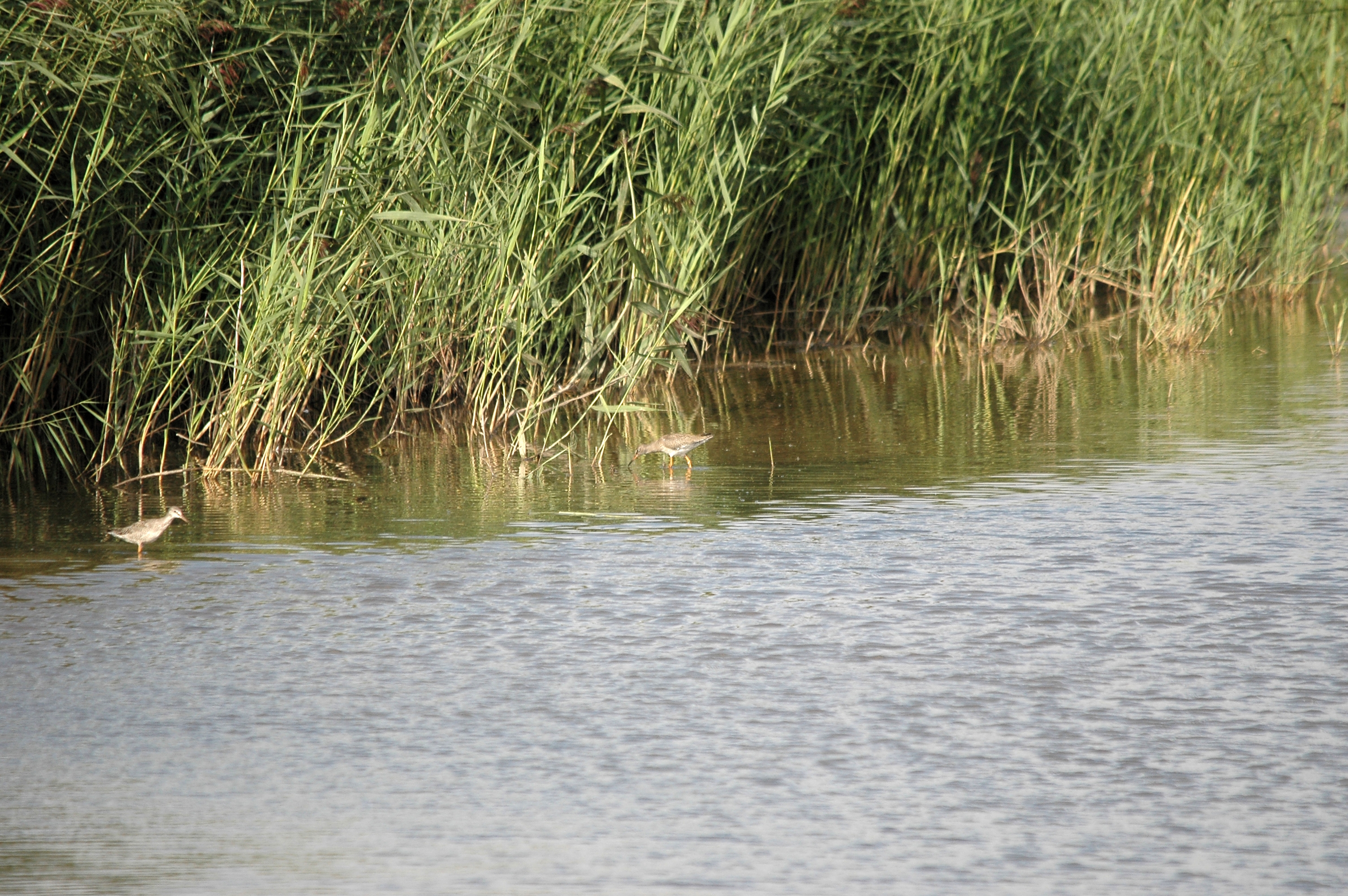 photos/wildlife/Bird_Species/063-Waders/1553-Spotted_Redshank/DSC_7332.JPG