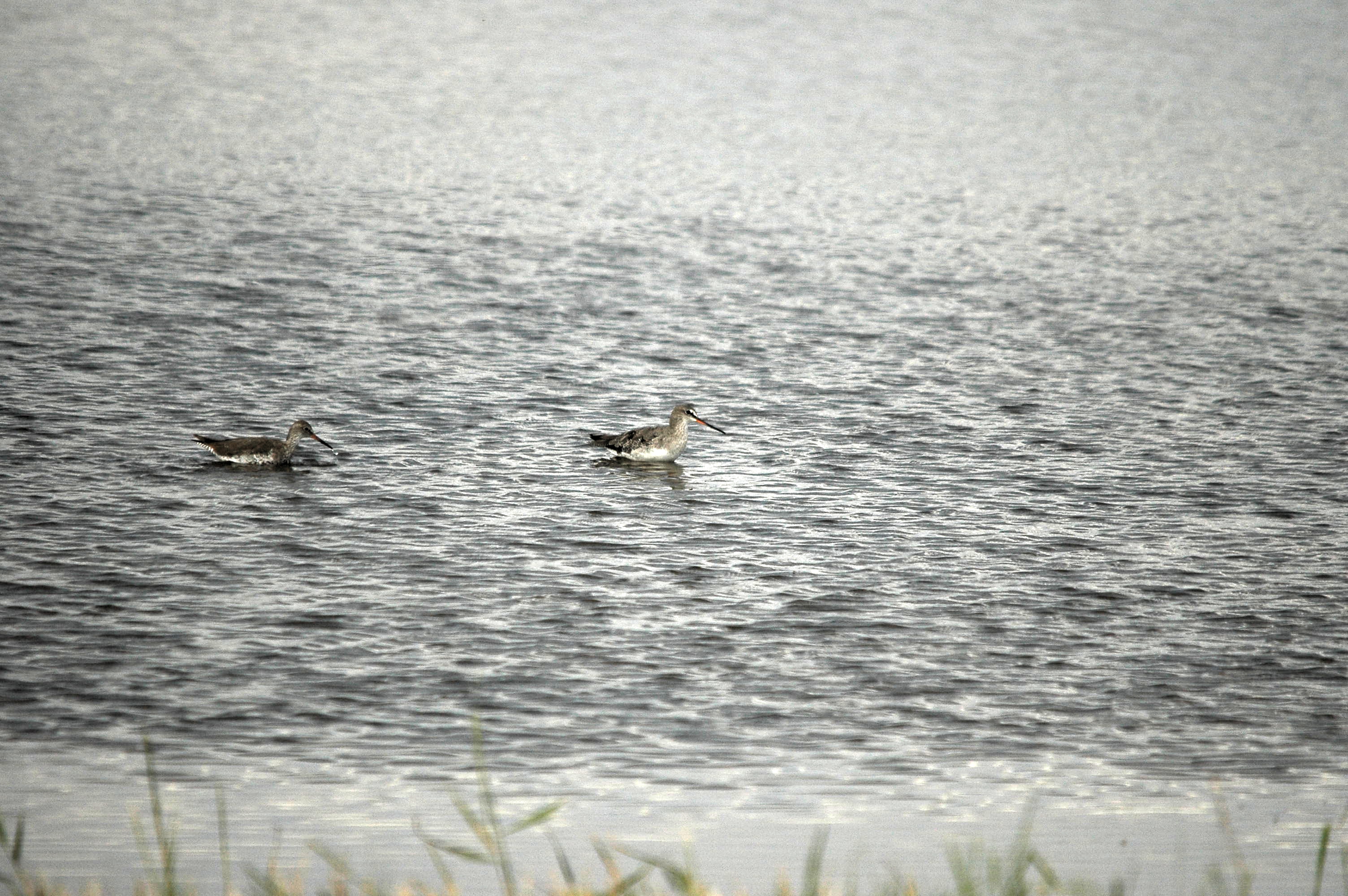 photos/wildlife/Bird_Species/063-Waders/1553-Spotted_Redshank/dsc_2748.jpg