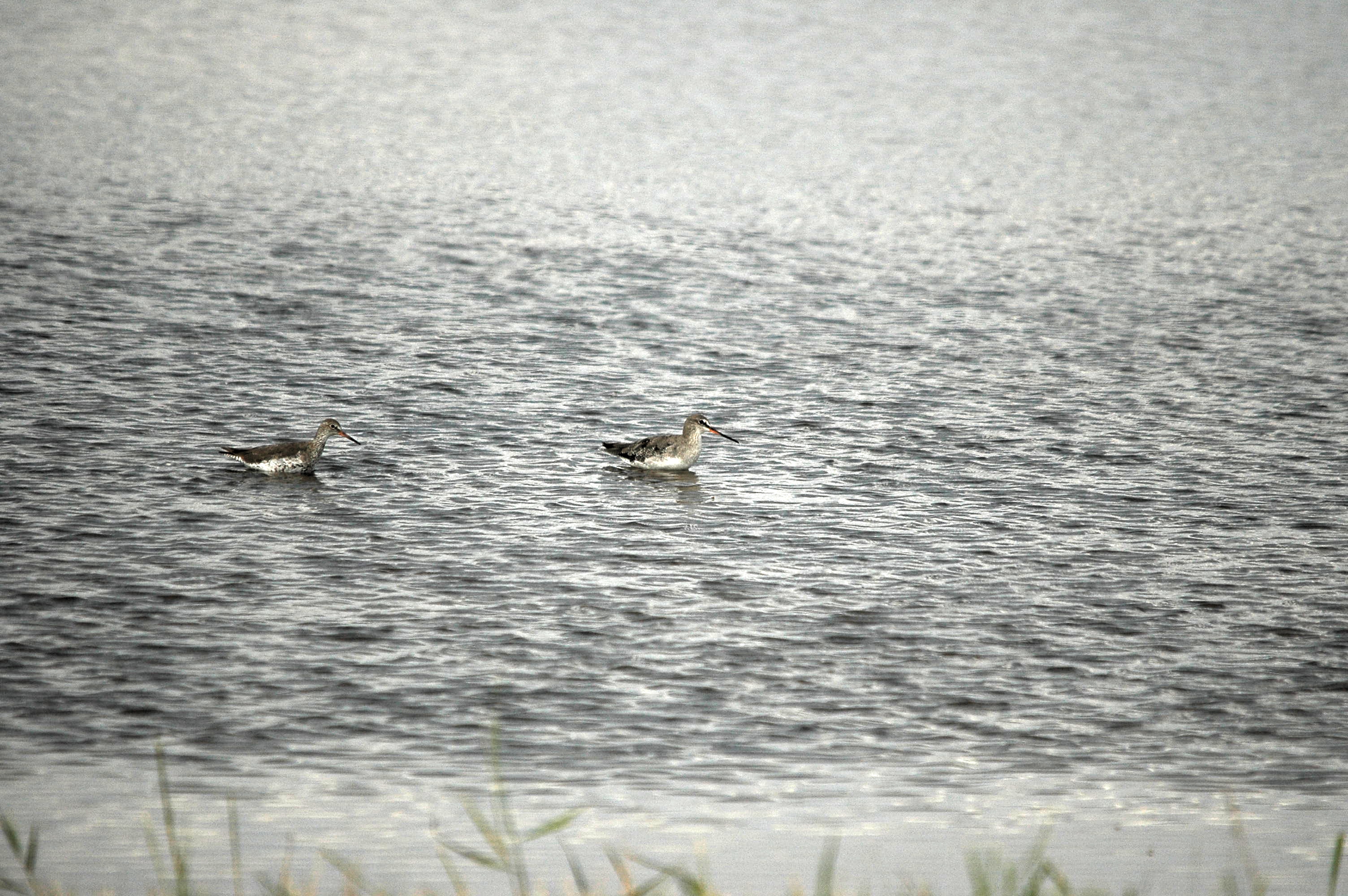 photos/wildlife/Bird_Species/063-Waders/1553-Spotted_Redshank/dsc_2749.jpg