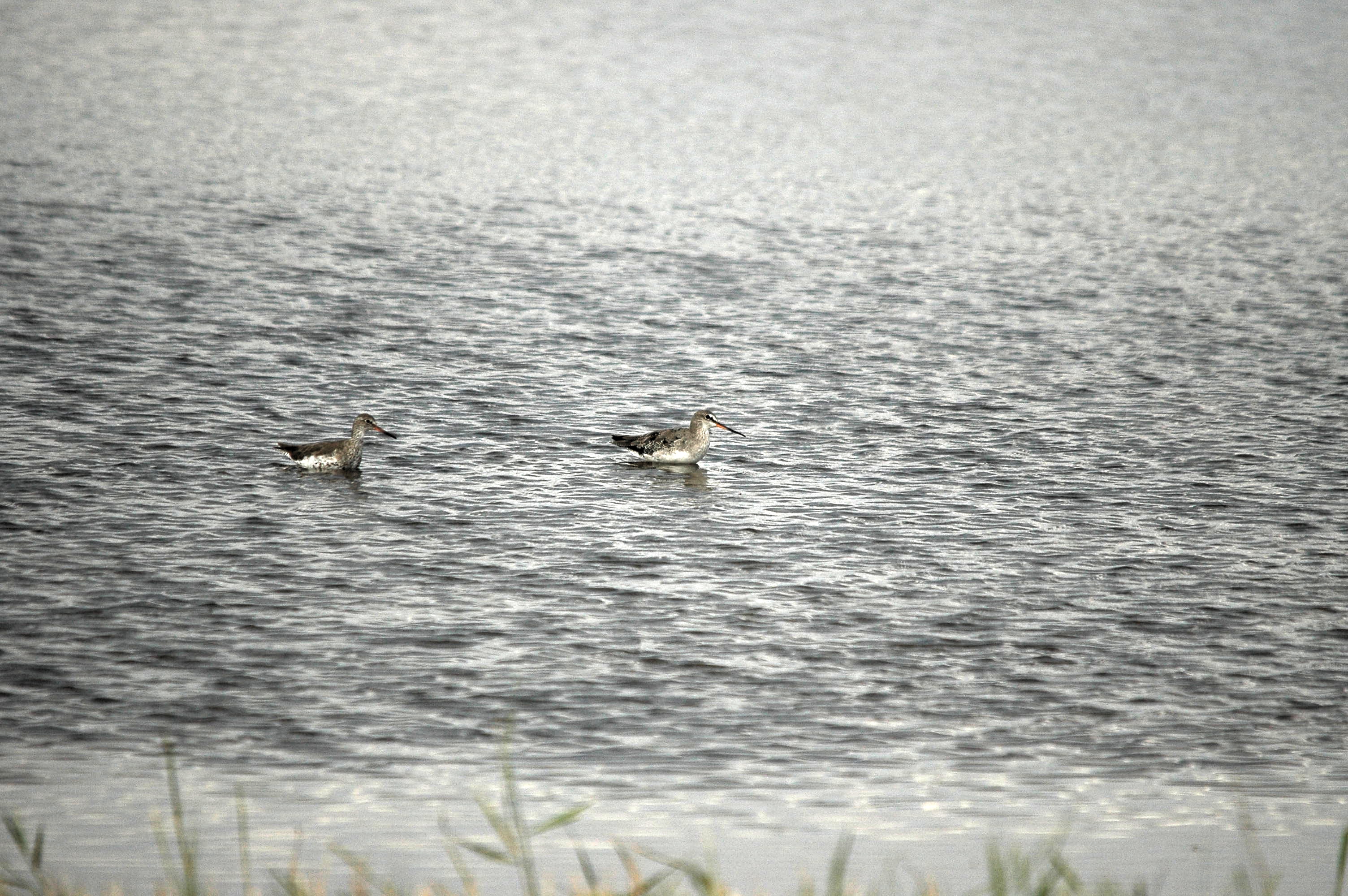 photos/wildlife/Bird_Species/063-Waders/1553-Spotted_Redshank/dsc_2750.jpg